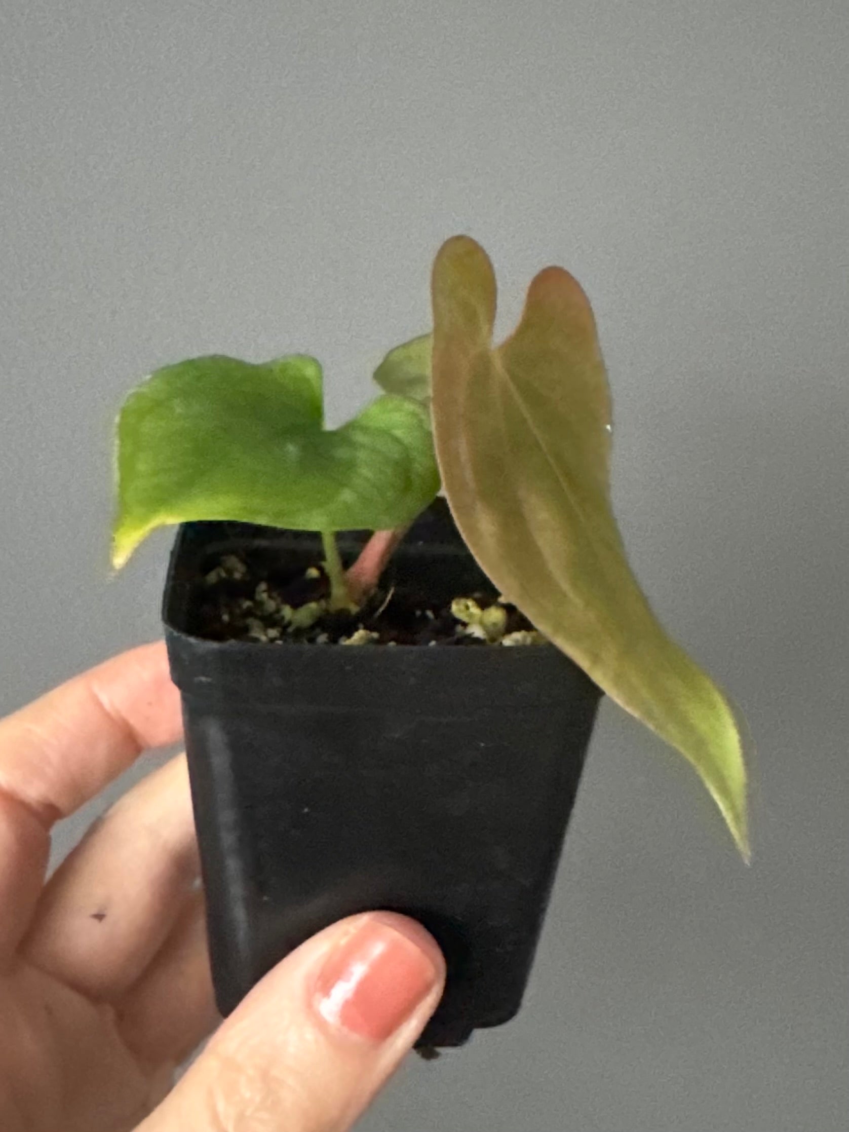 Anthurium dressleri x papillilaminum ‘Daniel’