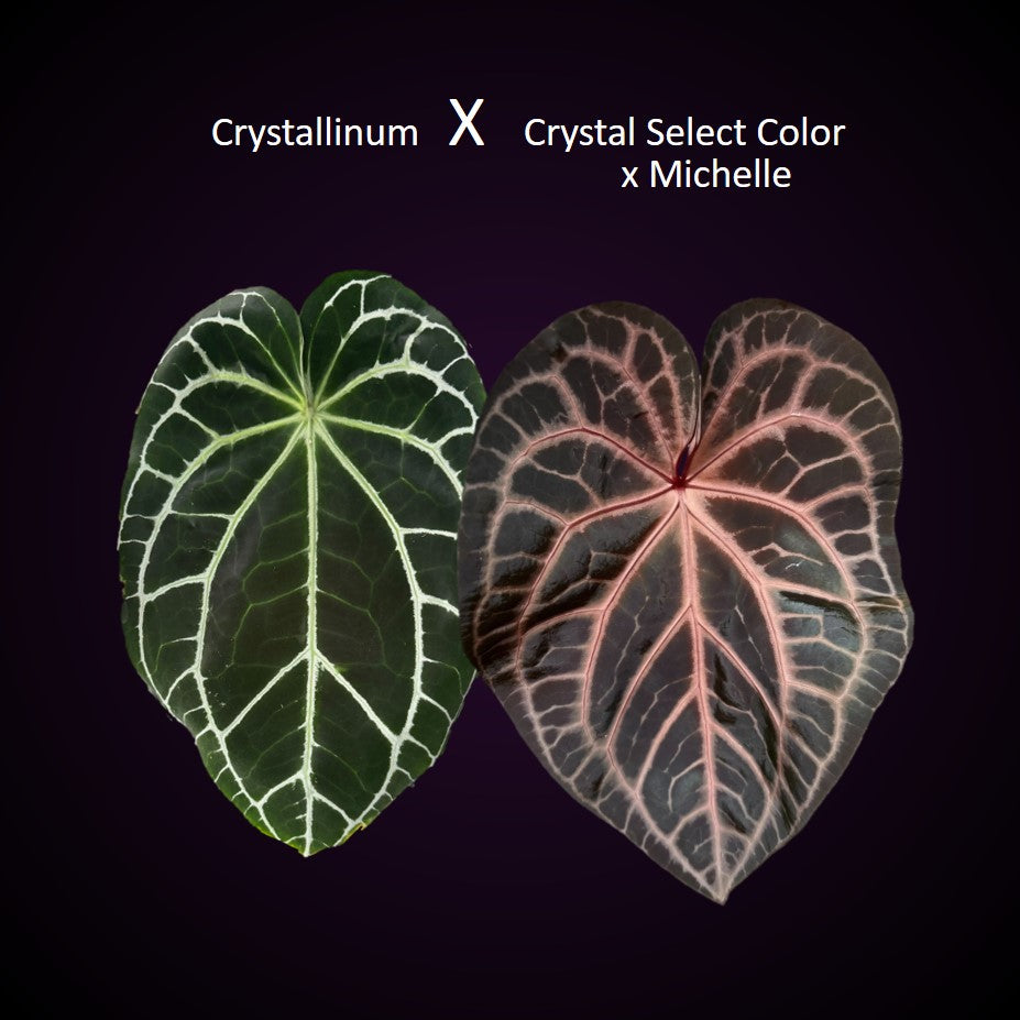 *Birthday SPECIAL* Anthurium Red Crystallinum Hybrid Set