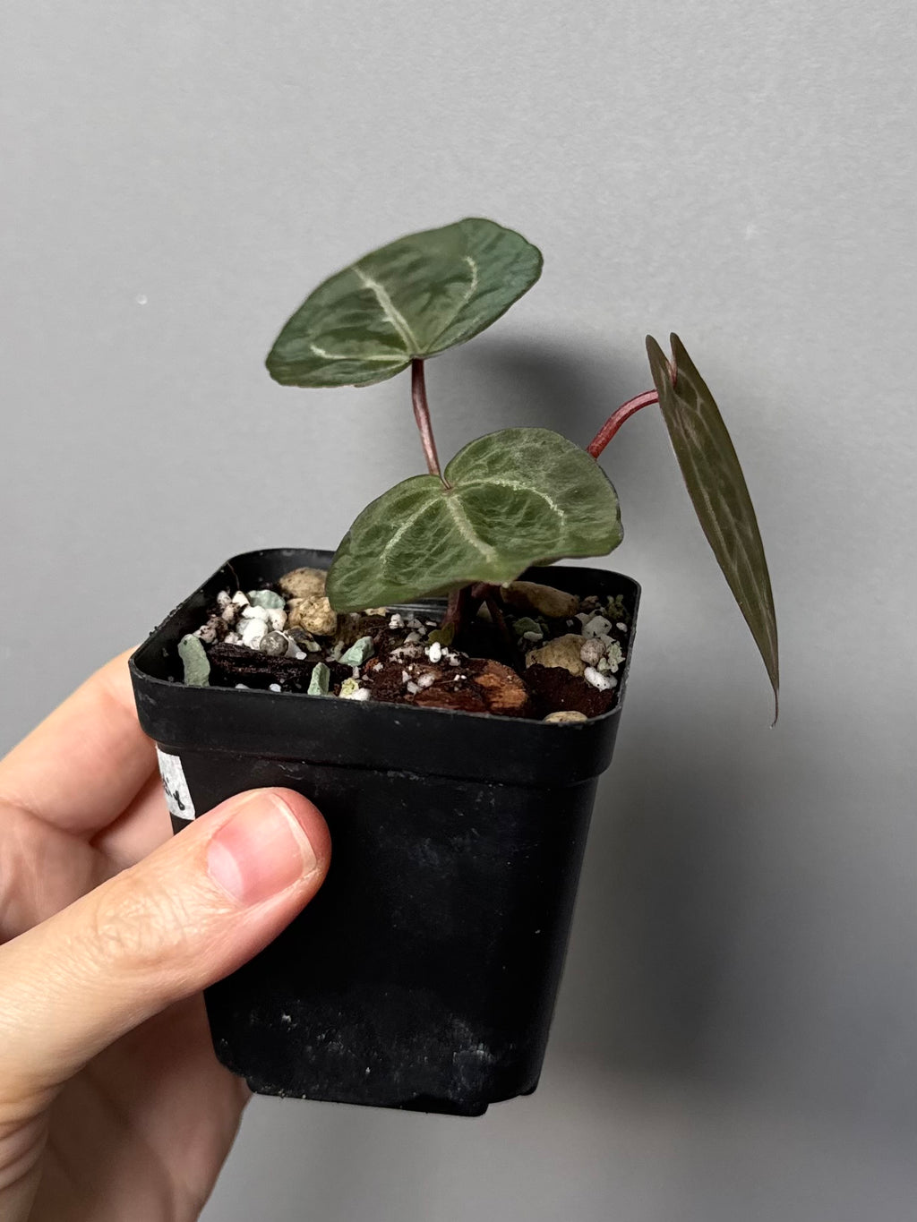 Anthurium Red Crystallinum NSE x Red Crystallinum Tezula