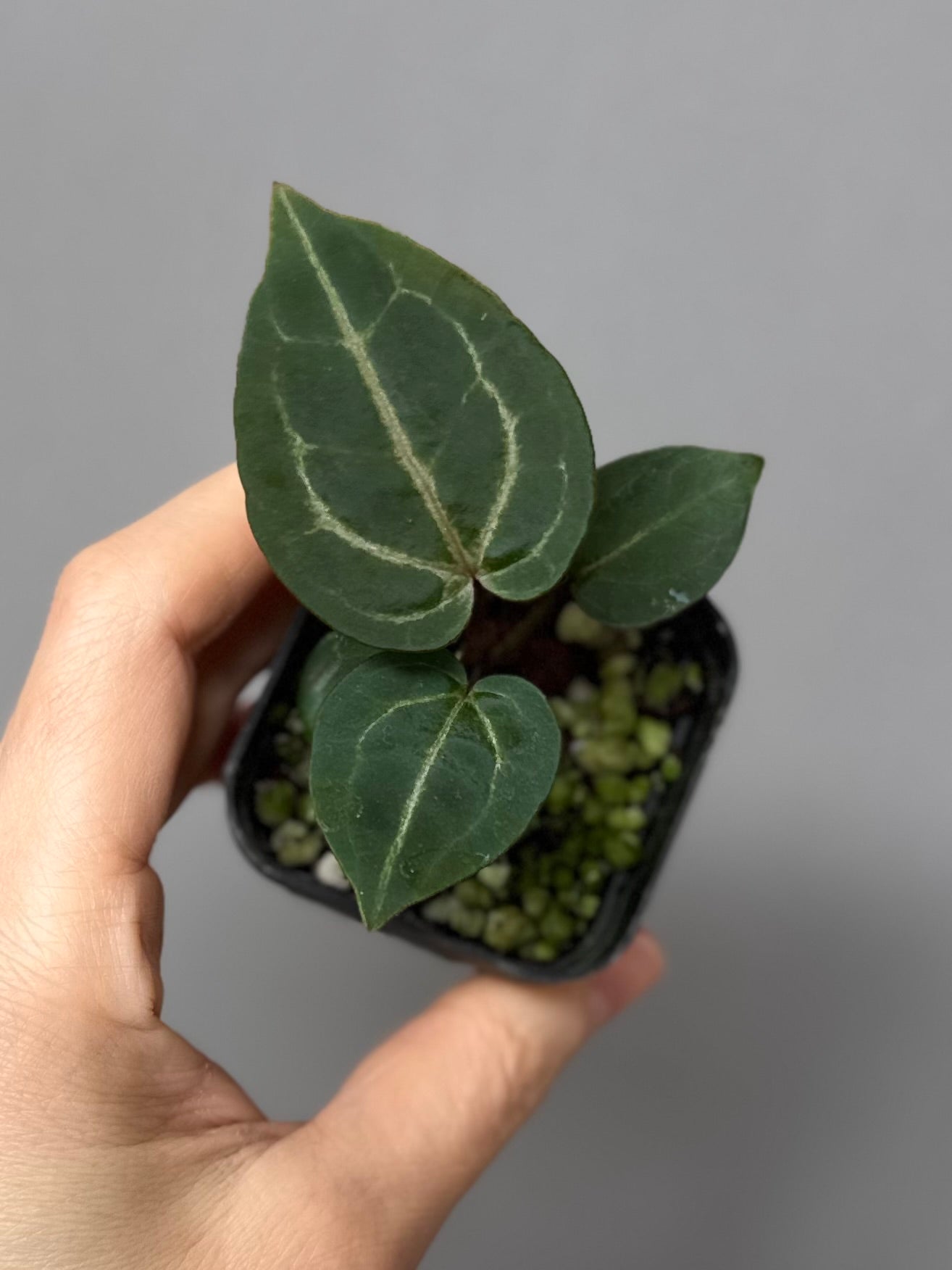 Anthurium Crystallinum Select Color x Michelle