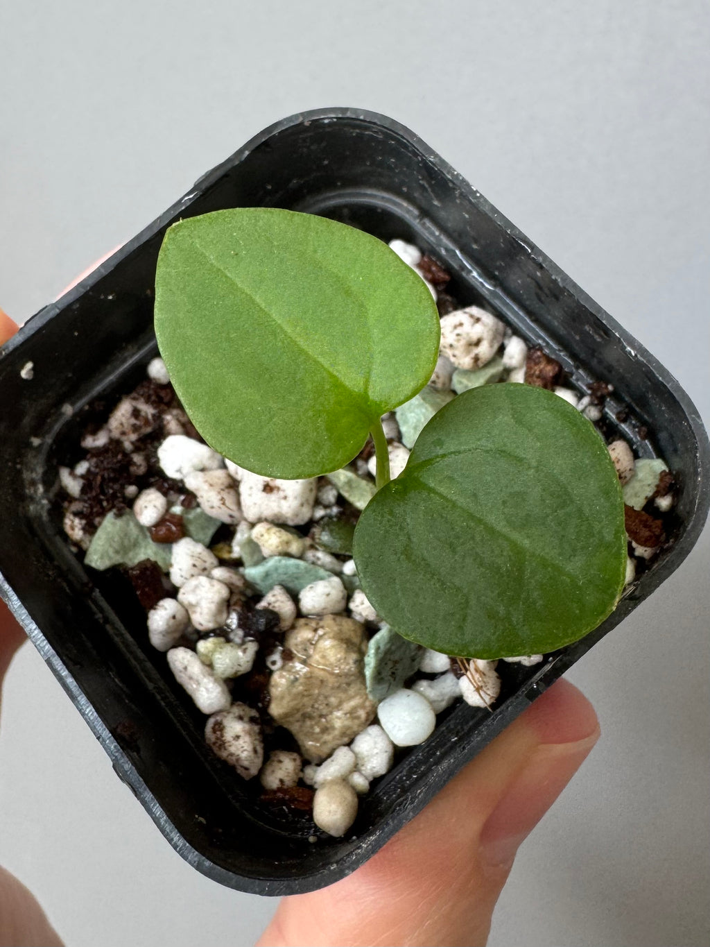 Anthurium ((RLxFS x Carla) x RVDP) xself