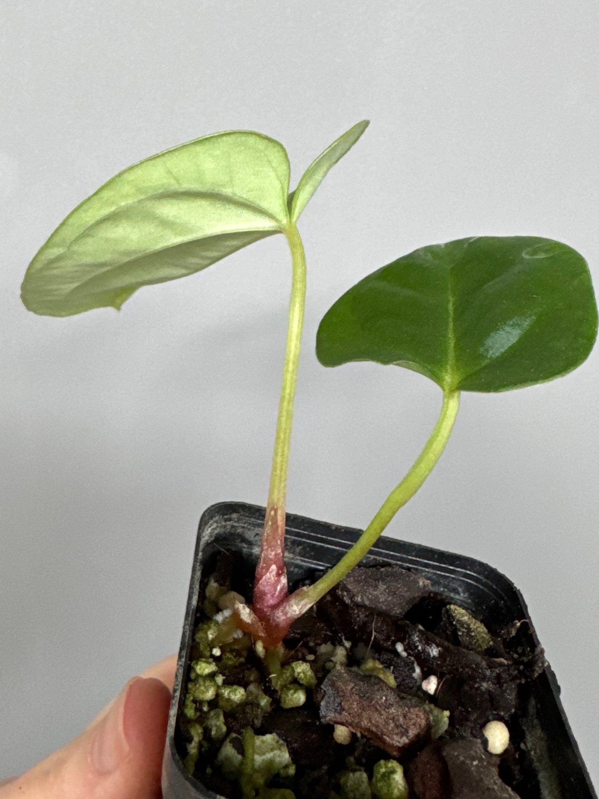 Anthurium NoID x besseae aff. long