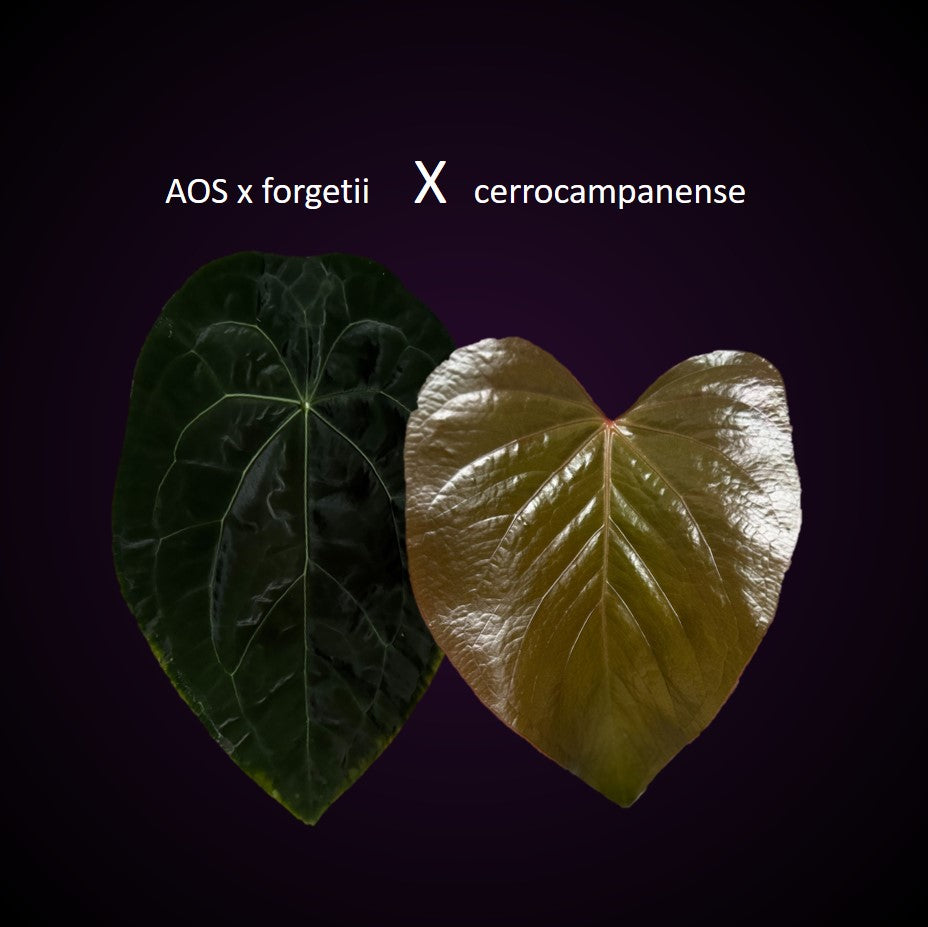 **NEW** Anthurium Seeds/Seedlings Bundle