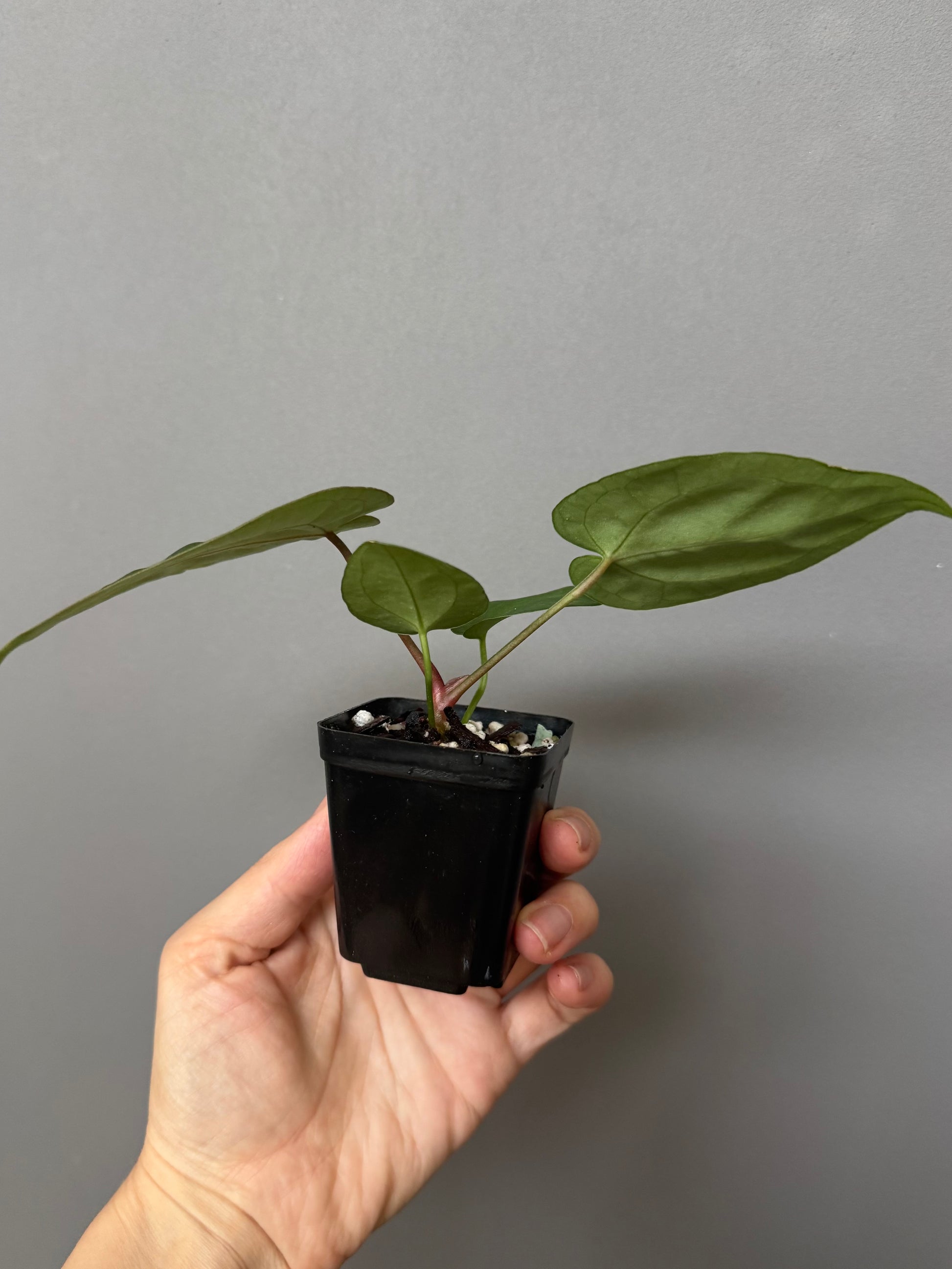 Anthurium (AOS x forgetii) x (NSE Red Crystallinum x Carlablackiae)