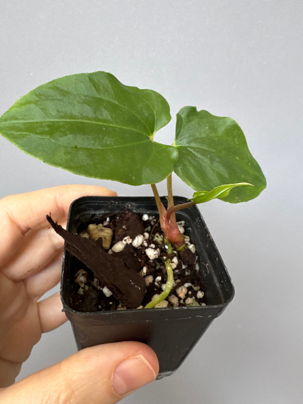 Anthurium papillilaminum Ralph Lynam xself (Dwane/nodeboi) clone/cutting