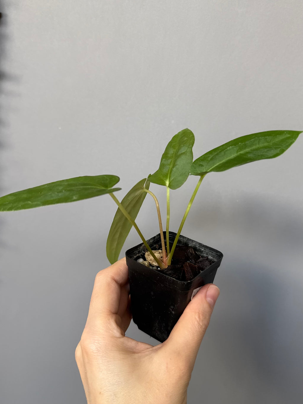 Papillilaminum K1xT5 #3