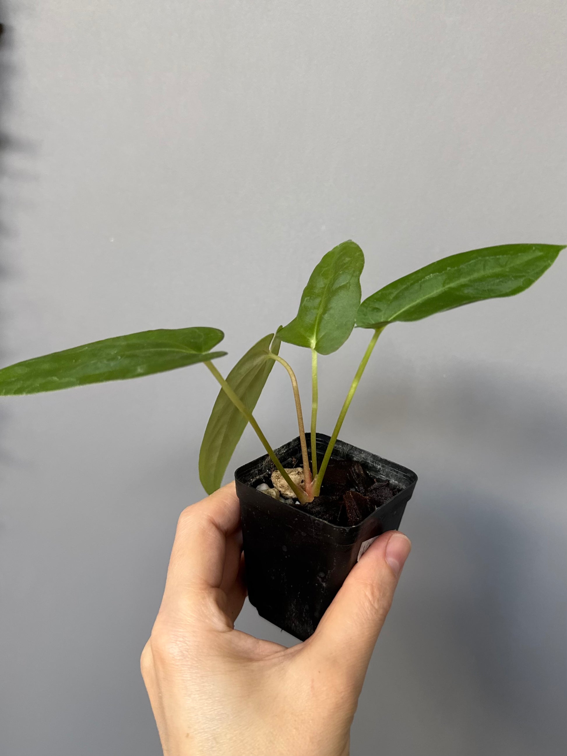 Papillilaminum K1xT5 #3