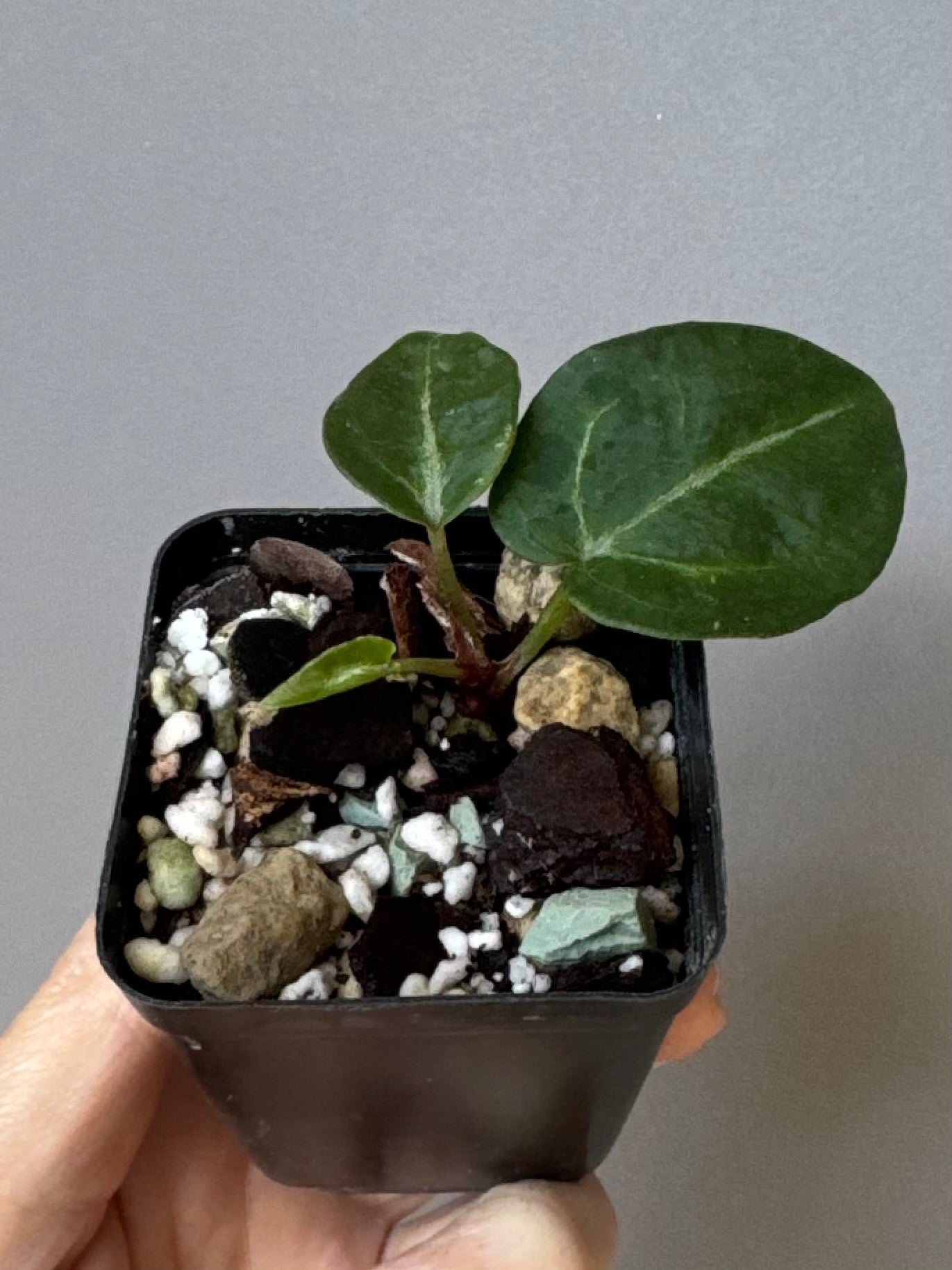 Anthurium Pink Wonderboy (Scott) clone