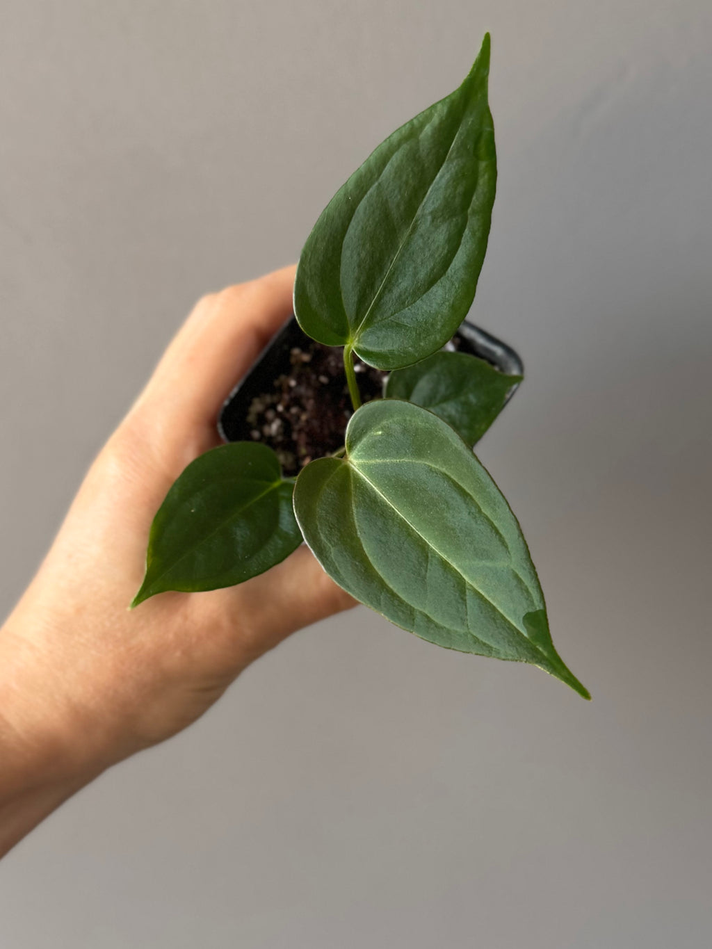 Anthurium PapillilaminumX x (KOS x Silver Blush)