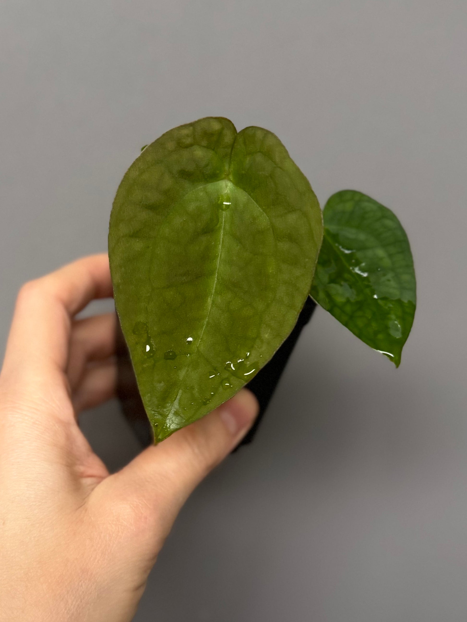 Anthurium NoID x (AOS x forgetii)
