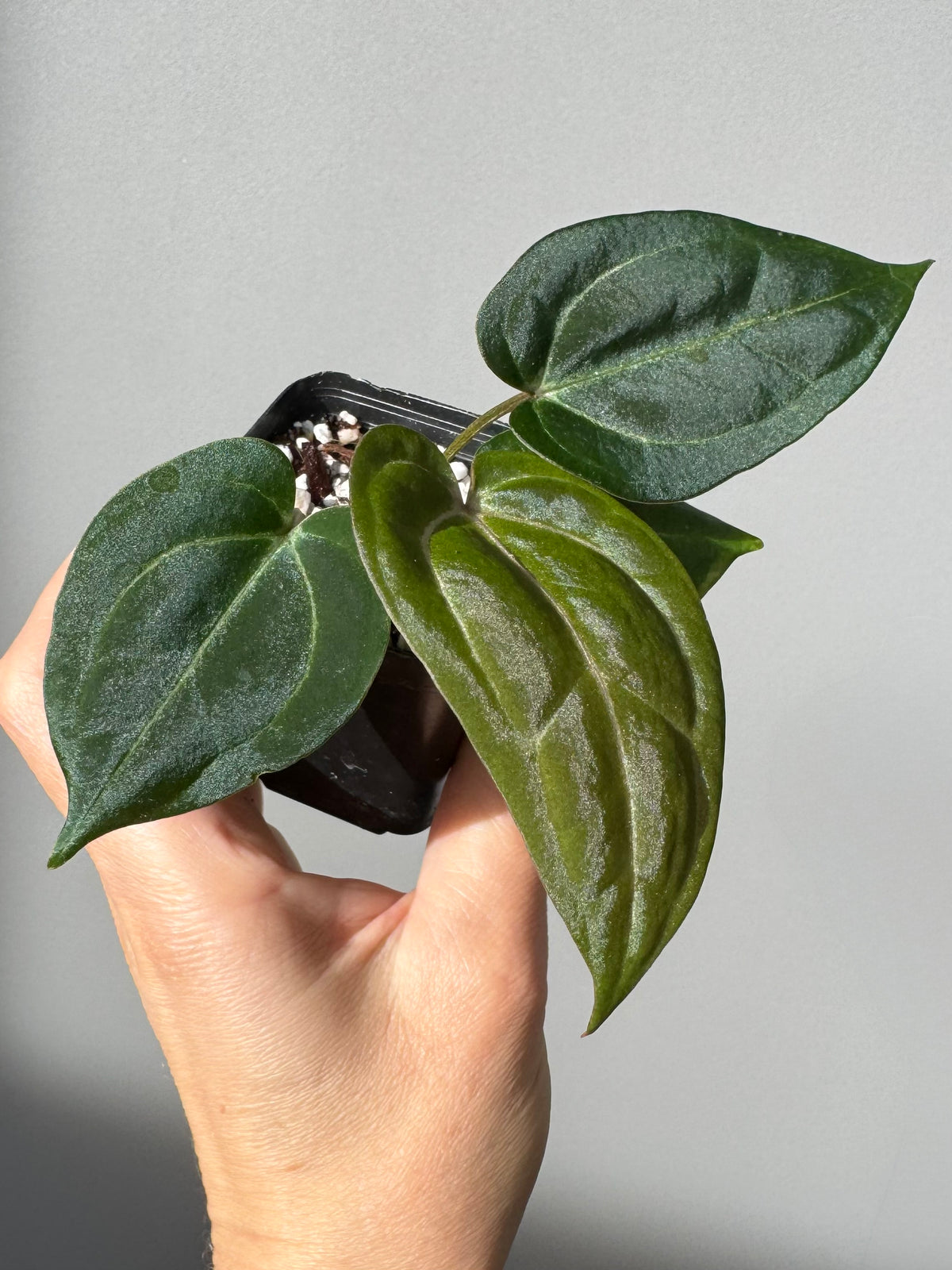 Anthurium Michelle x (AOS x Carlablackiae)