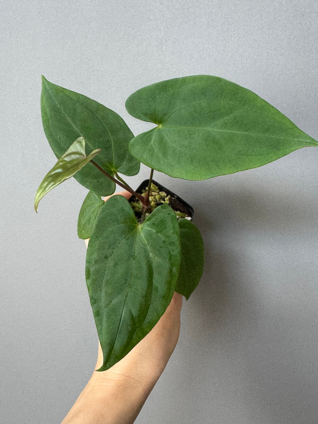 Anthurium ((BVEP x Portillae Dorito) x (Dark Phoenix x Goliath)) x (Fort Sherman x RVDP)
