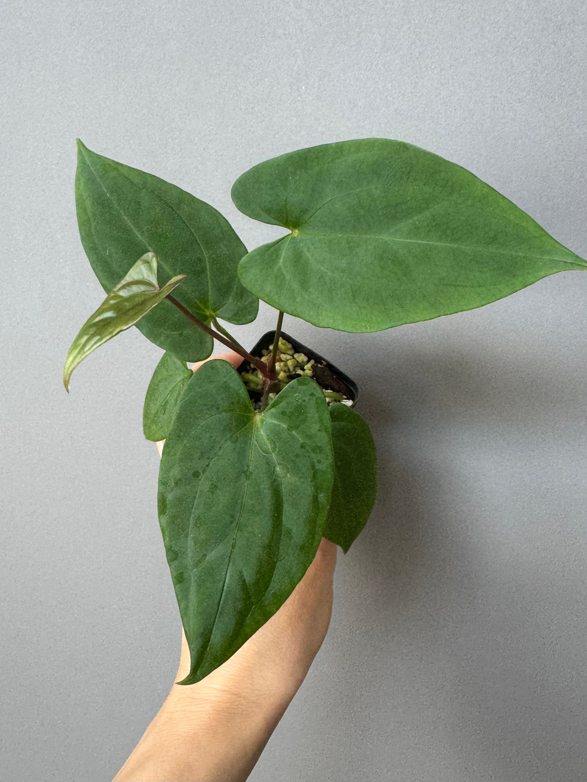 Anthurium ((BVEP x Portillae Dorito) x (Dark Phoenix x Goliath)) x (Fort Sherman x RVDP)