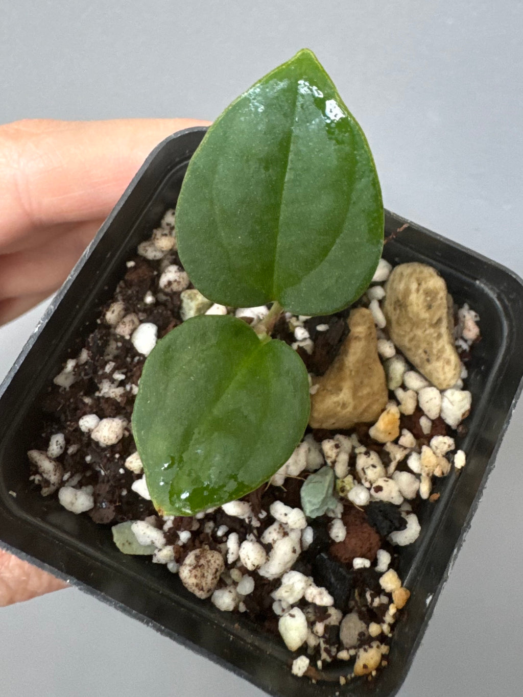 Anthurium ((Midnight Velvet x Red Studd) x NSE CarlaX) x (BVEP x Luxurians)