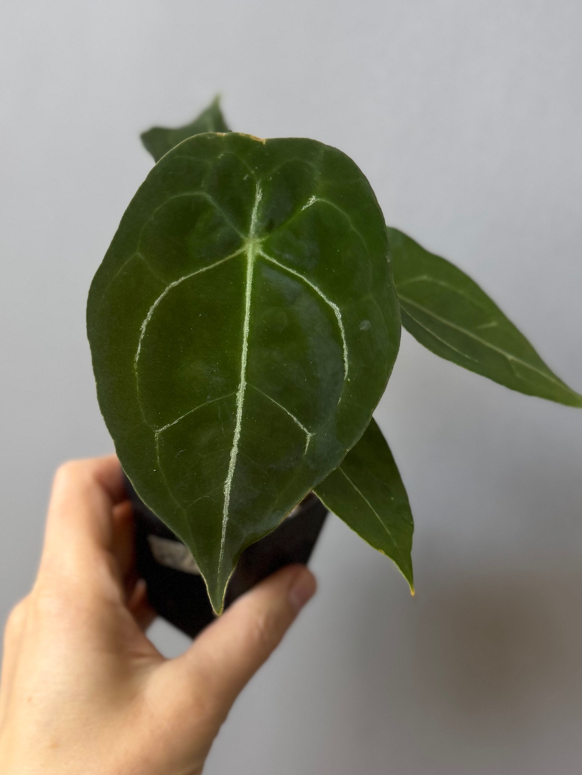 Anthurium forgetii (White Stripes x Dark Form)