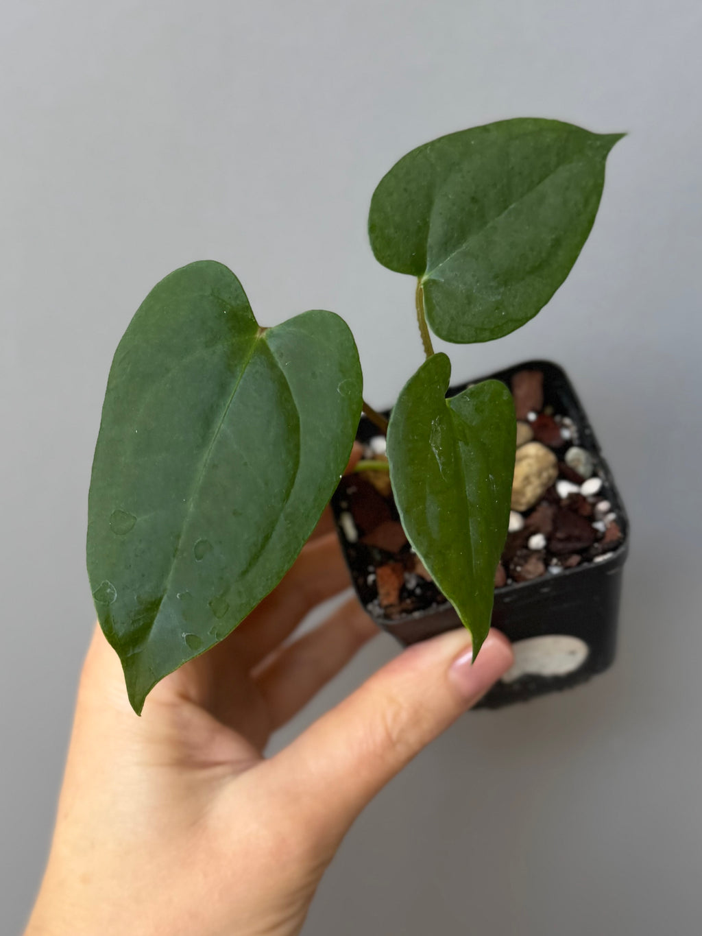 Anthurium ((Midnight Velvet x Red Studd) x NSE CarlaX) x RVDP