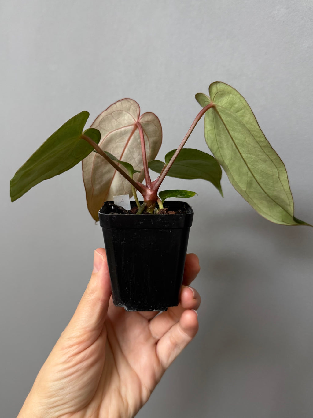 Anthurium (PapillilaminumX x (KOS x Silver Blush)) X (NSE Red Crystallinum x carlablackiae)