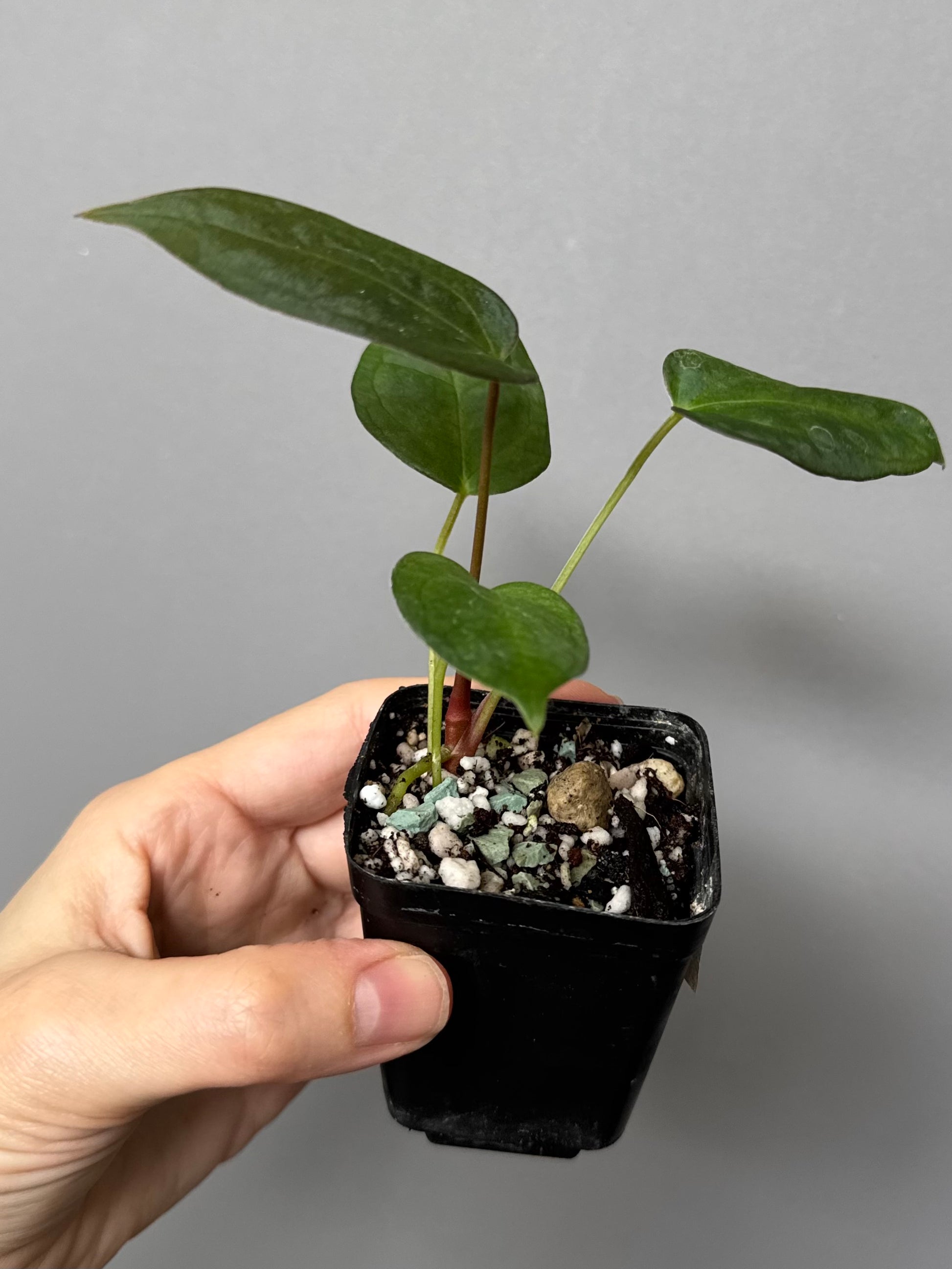 Anthurium (MagCrystal x NoID) x Papillilaminum
