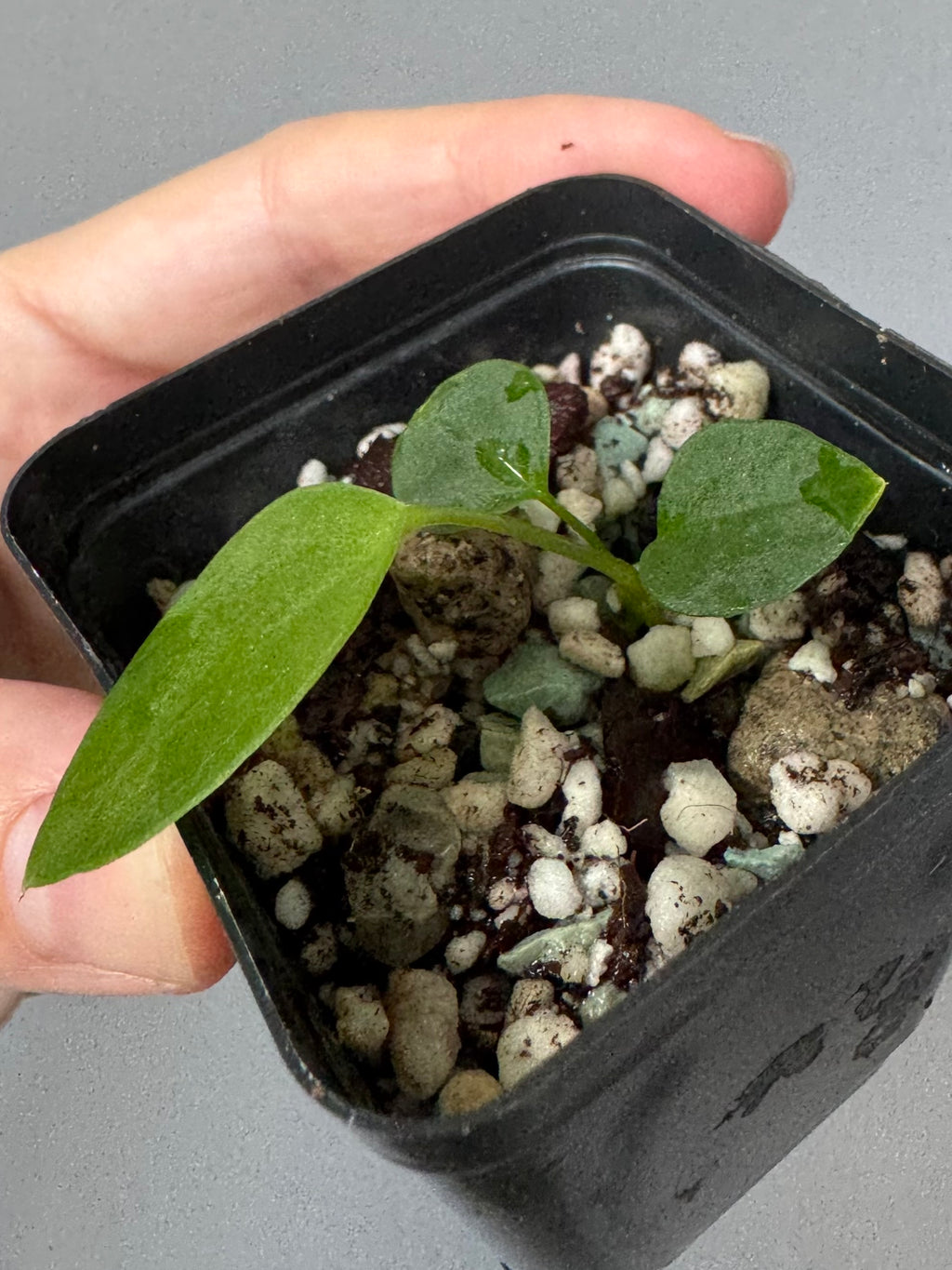 (Papillilaminum Daniel x Besseae aff.) X warocqueanum
