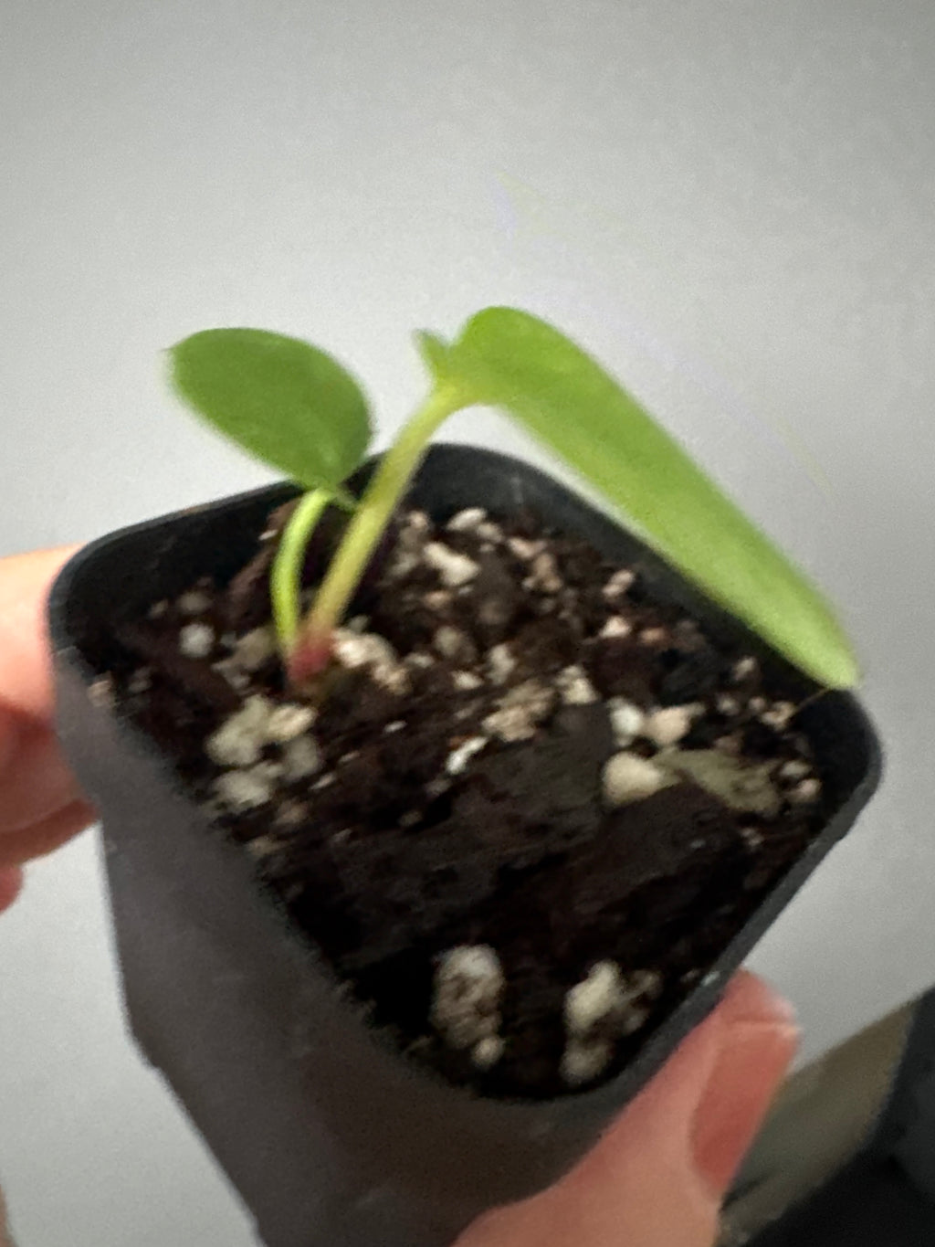 Anthurium (Papillilaminum Daniel x Besseae aff.) x  (NSE Red Crystallinum x Carlablackiae)