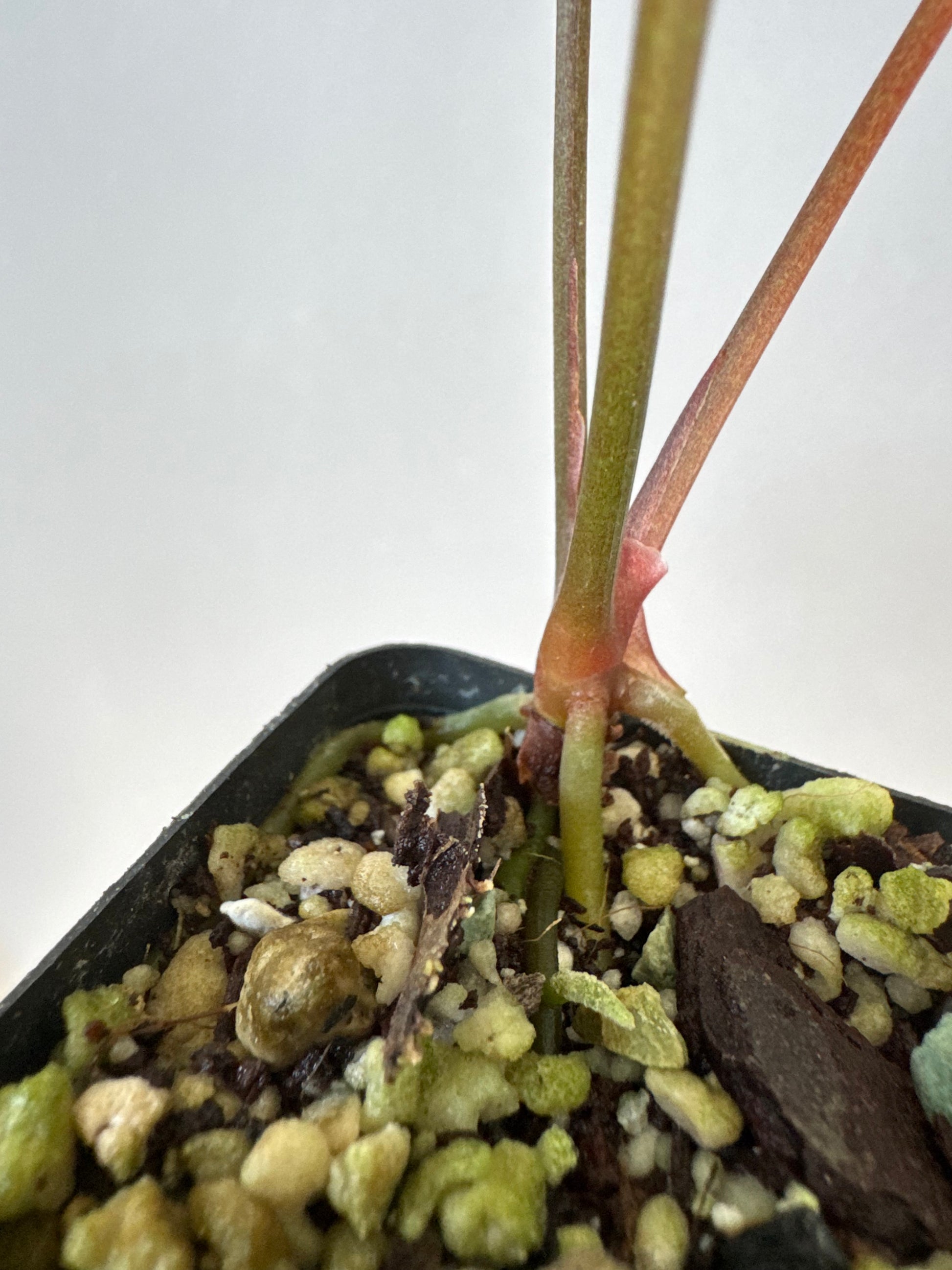 Anthurium Ace of Spades (AOS) dark form (Tezula) Clone (von abelia.plants)