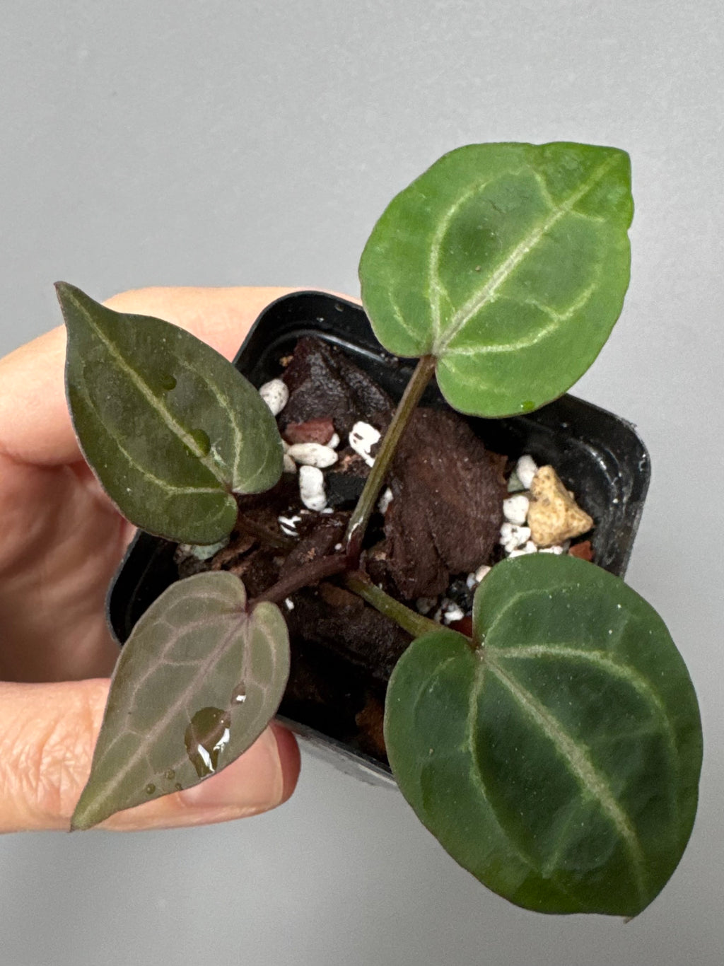 Anthurium Crystallinum Select Color x Michelle
