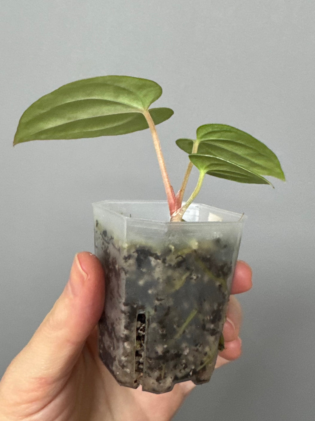 Anthurium RG dressleri x Carlablackiae District