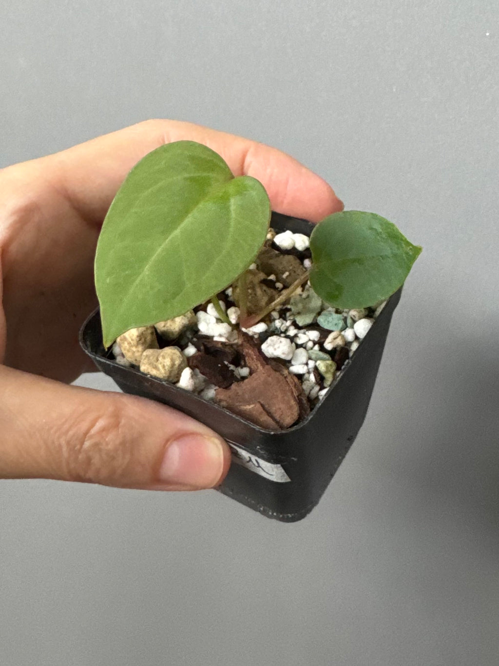 Anthurium CV Carmesim x ZxM