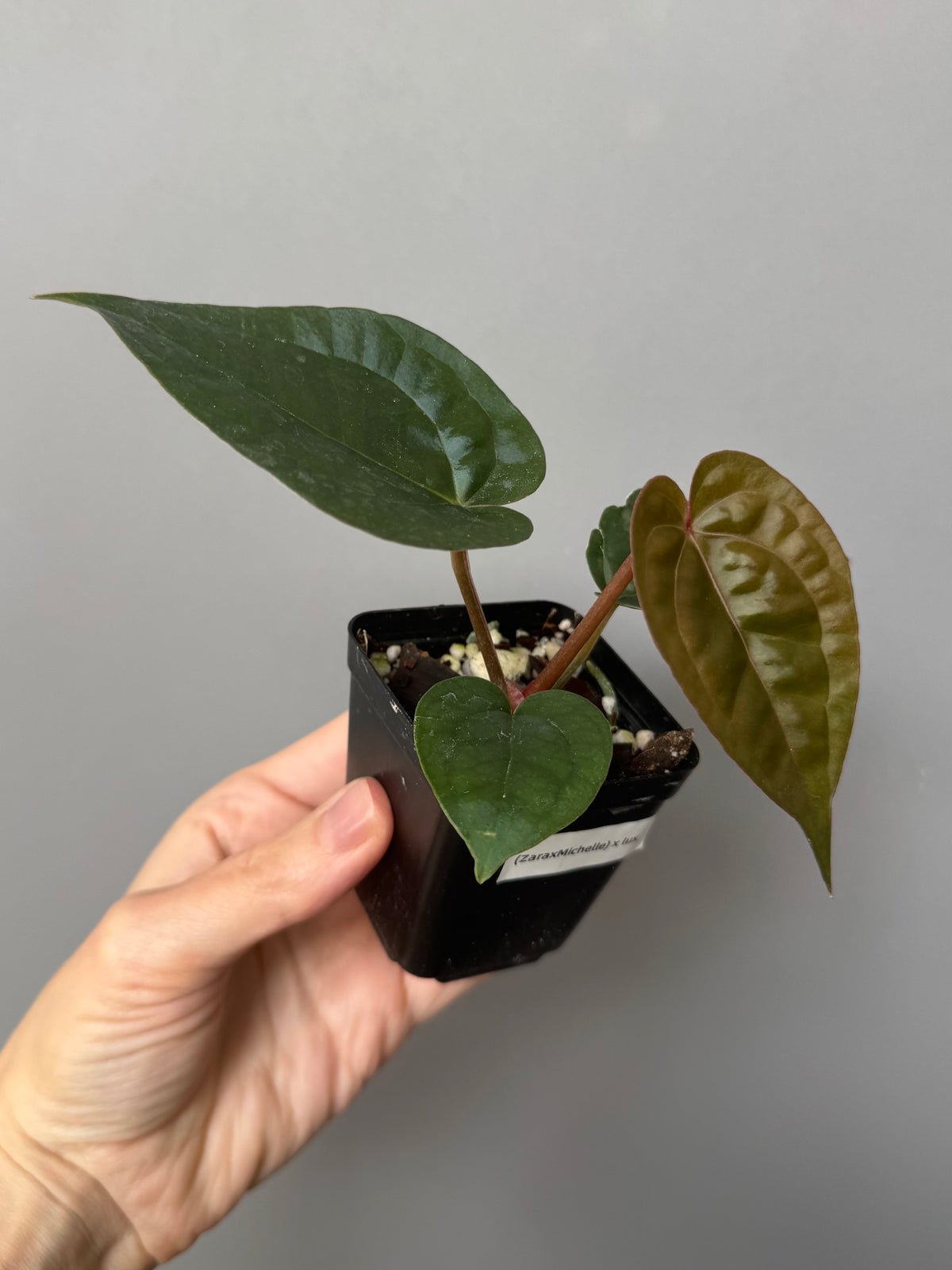 Anthurium ZxM x luxurians