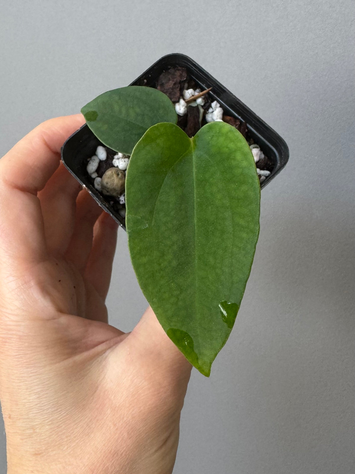 Anthurium (RLFSxCarla x RVDP) x  FSRL