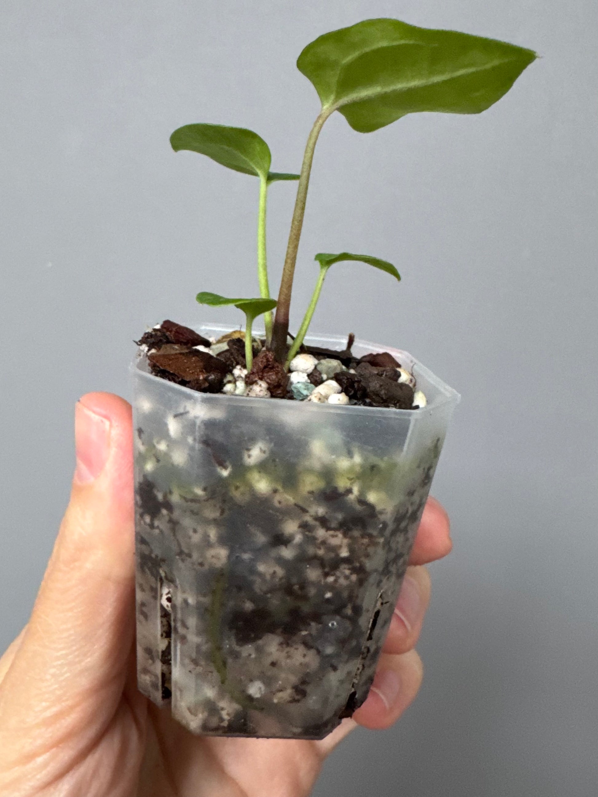 Midnight Velvet 'Deep Ruby' clone