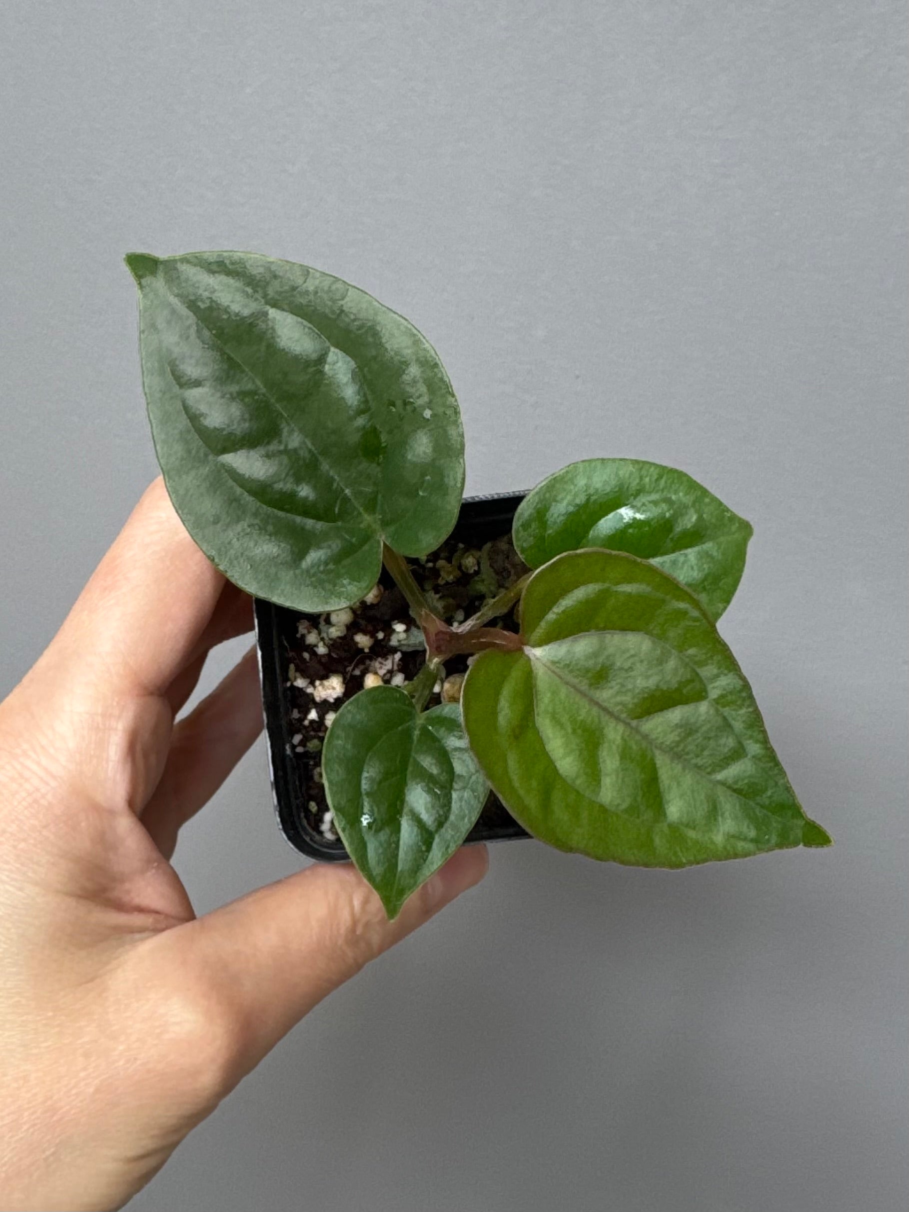 Anthurium (papillilaminum Hybrid x (KOS x Silver Blush)) X luxurians