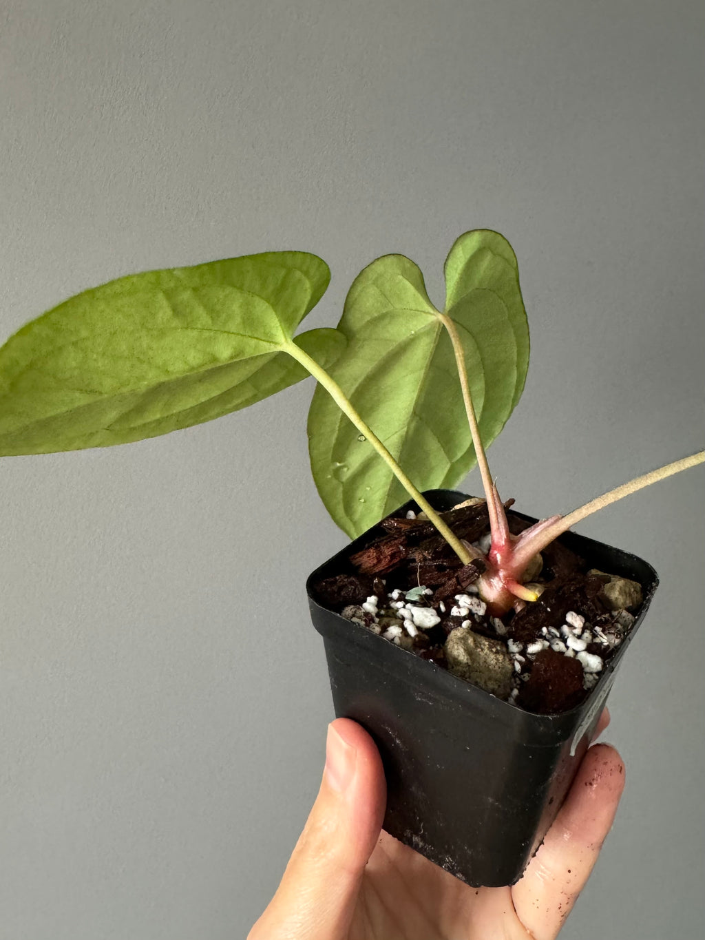 Anthurium (BVEP x portillae ‚Dorito‘) X papillilaminum H1 (by 4aroids)