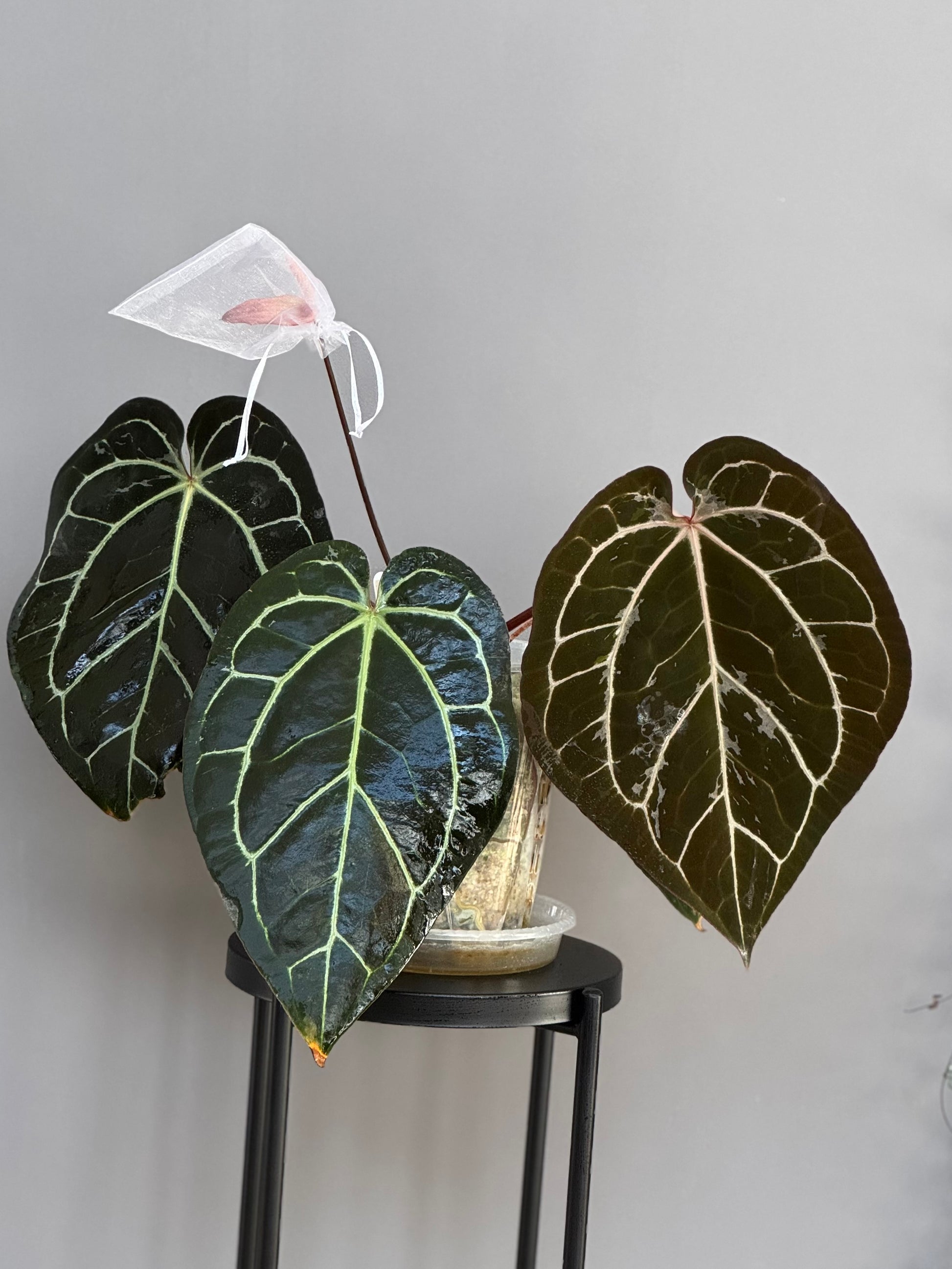 Anthurium (AOS x forgetii) x (NSE Red Crystallinum x carlablackiae)- germinated seeds