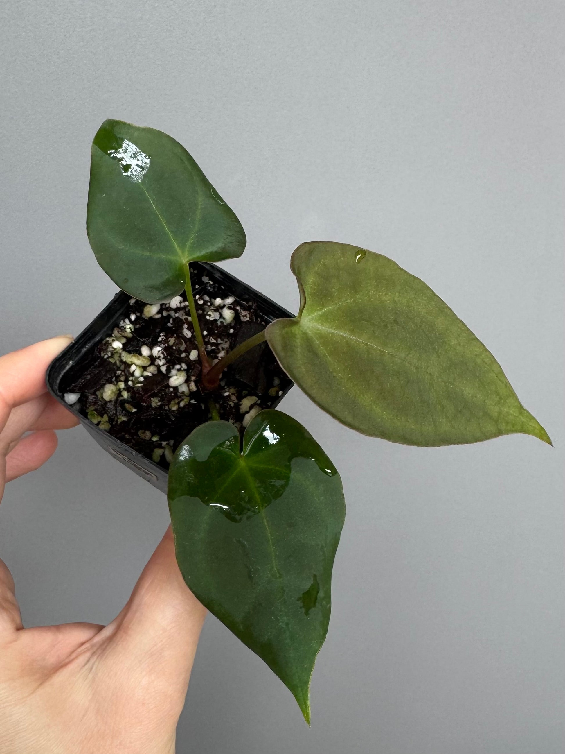 Anthurium forgetii x (besseae black x BVEP)