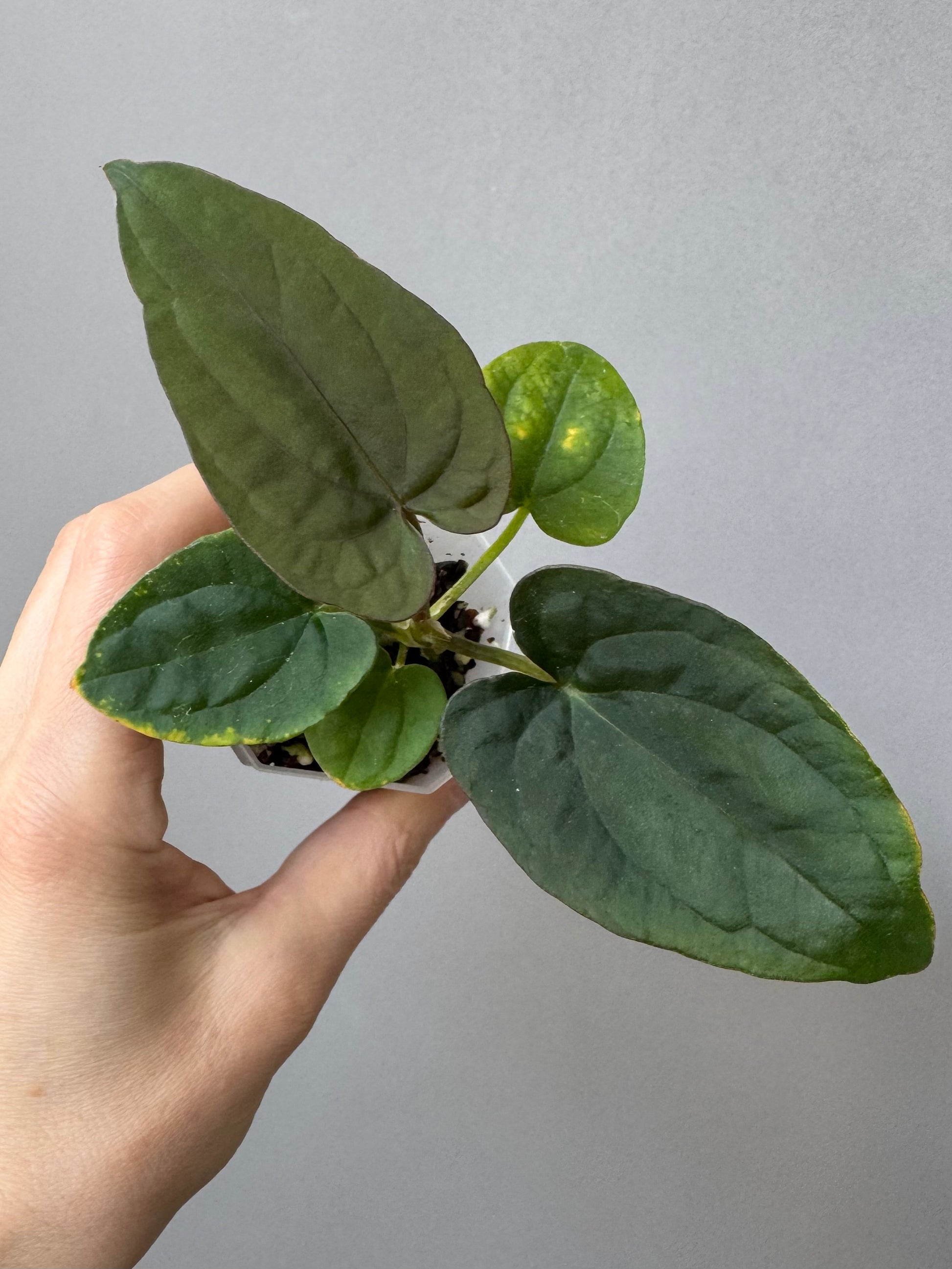 Anthurium Dressleri (F2 dark x black select) x F1B (Grant)