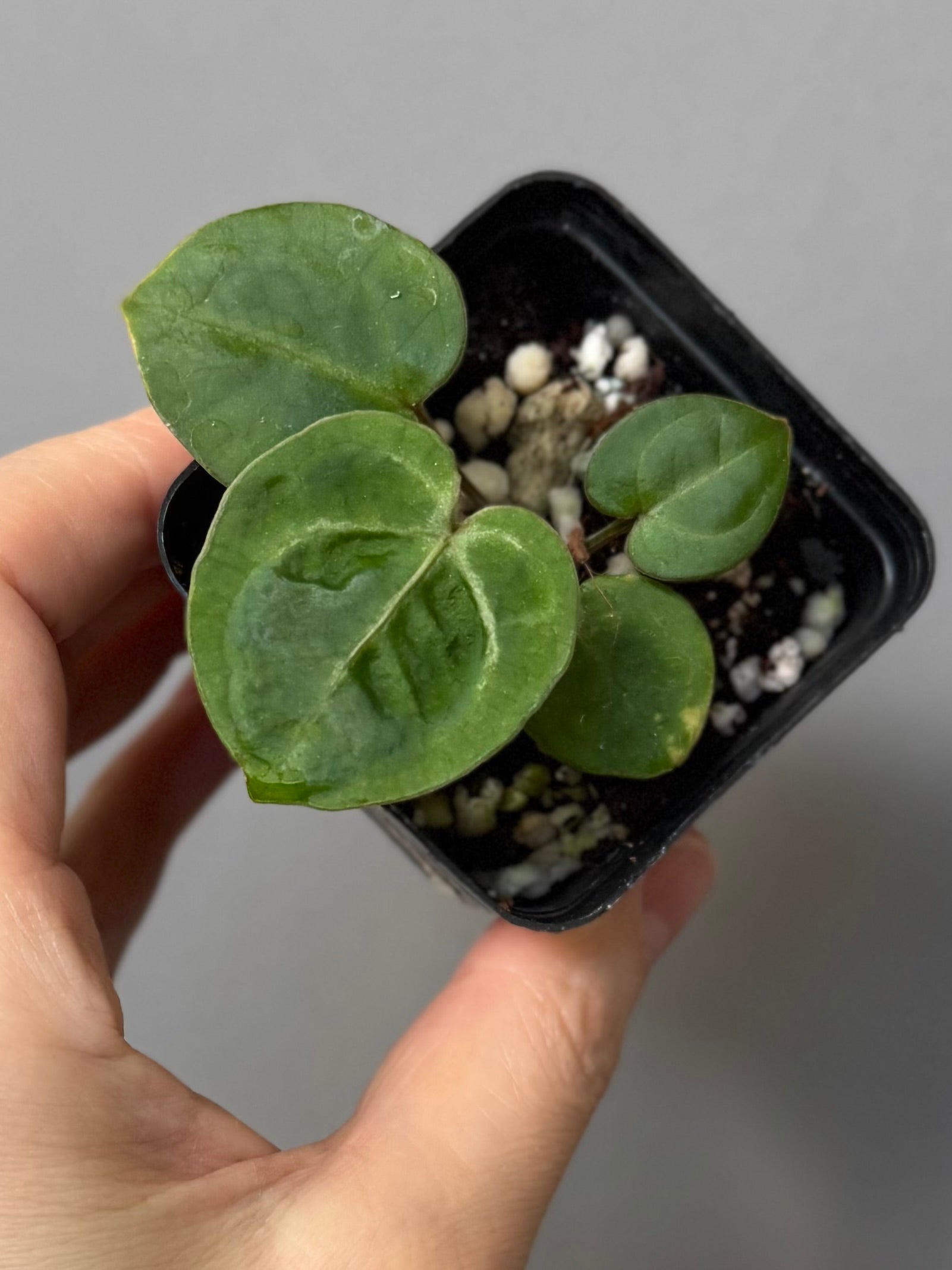 Anthurium (Brielle x Red Crystallinum) x NSE Carlablackiae