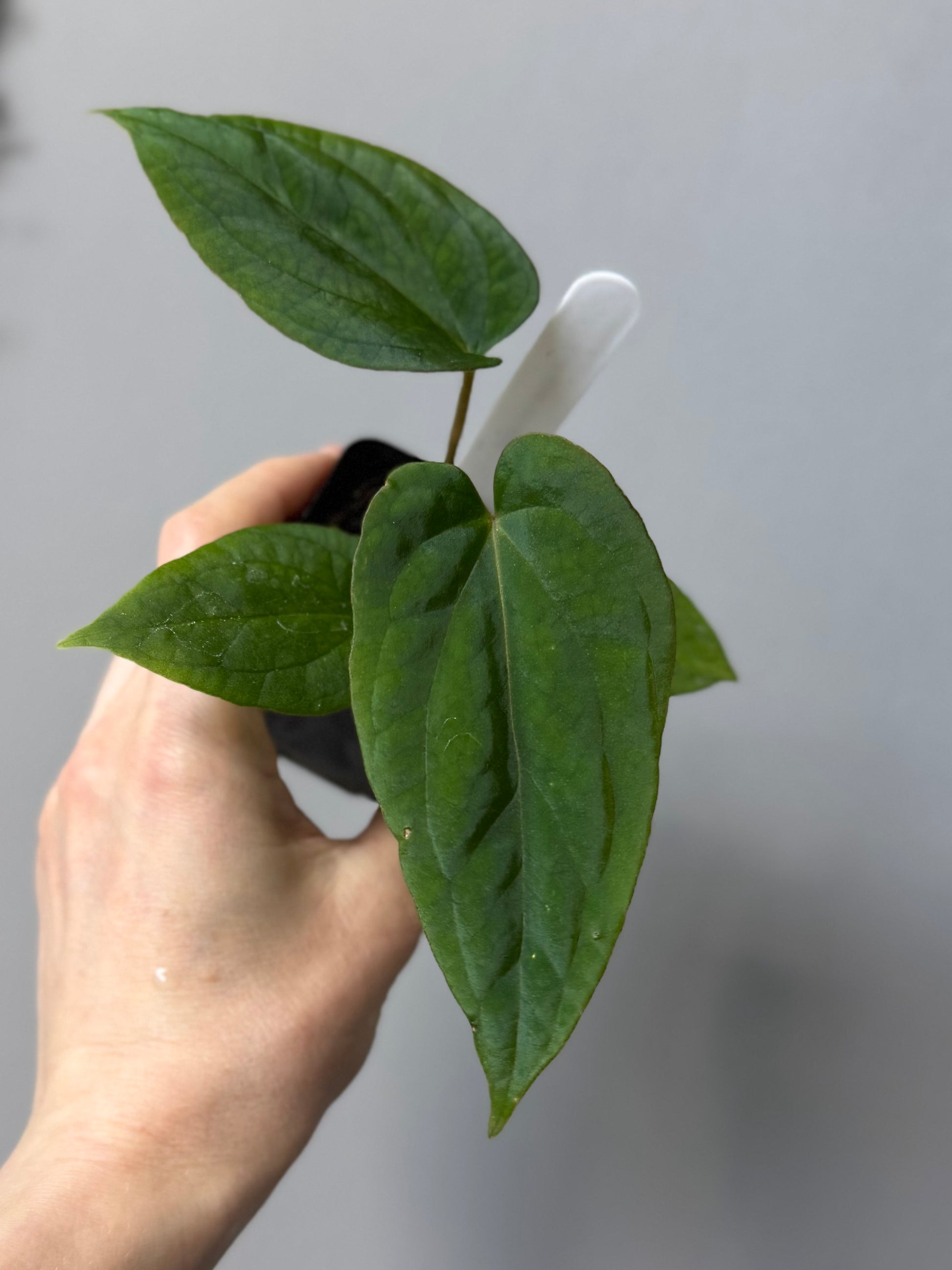 Anthurium (BVEP x Kuna) x (BVEP RxF x F) by thelonelysanctuary