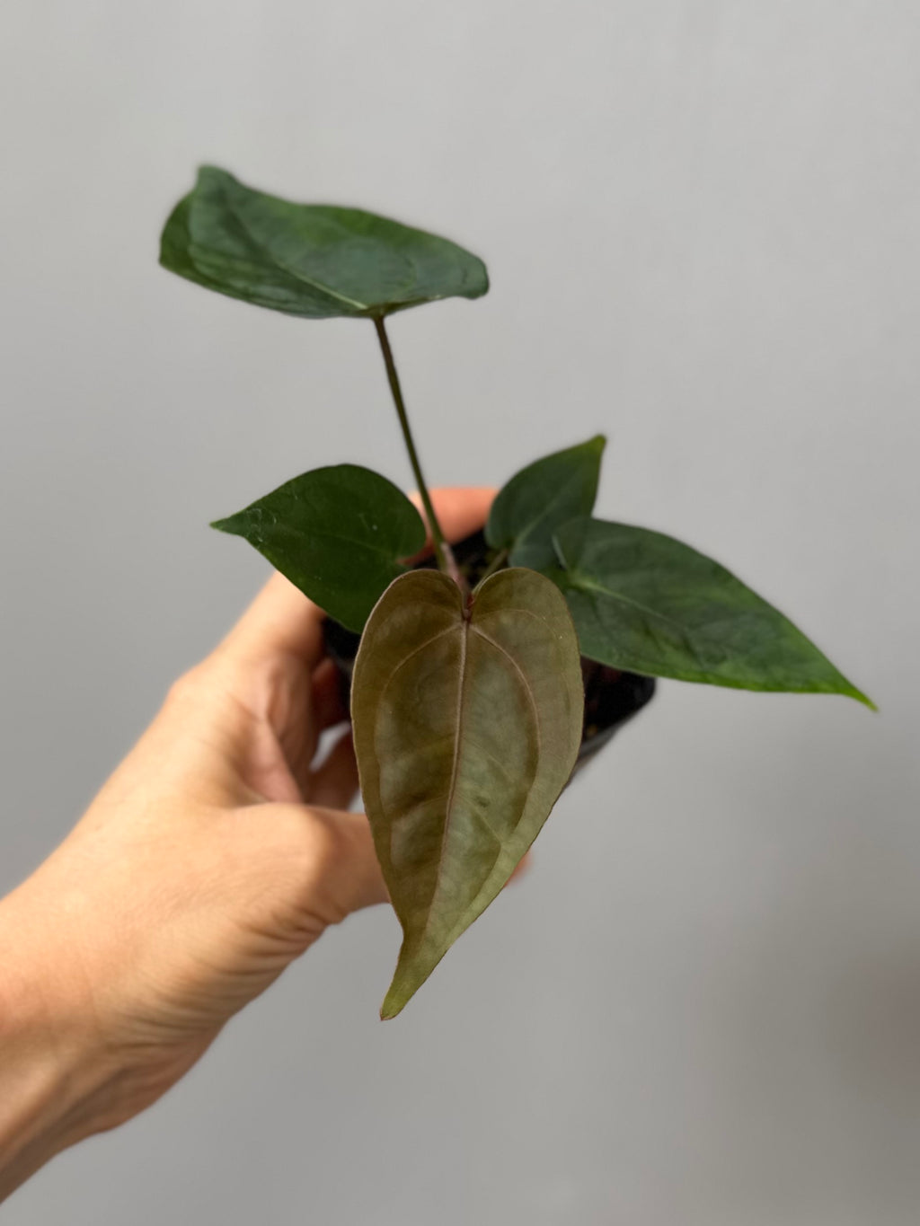 Anthurium SKG Silver x Carlablackiae Wu2 (by miss_aracea)