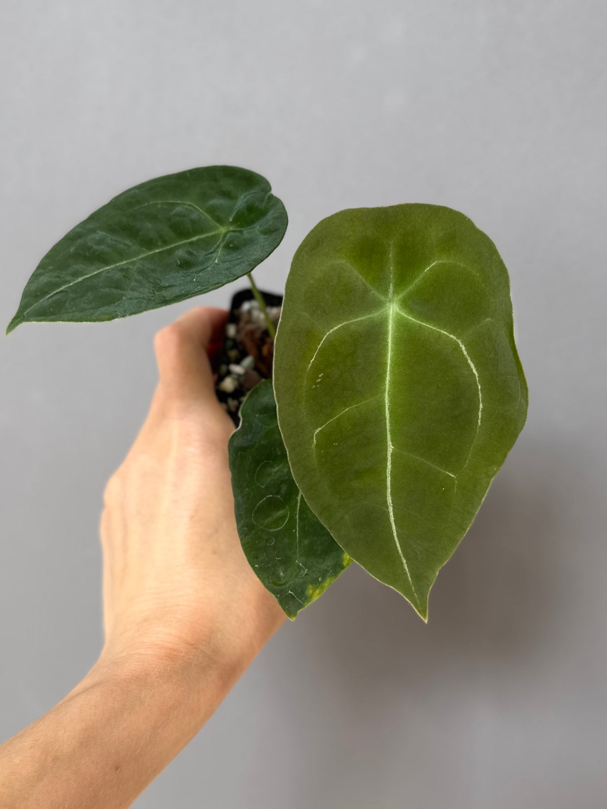 Anthurium forgetii (White Stripes x Dark Form)