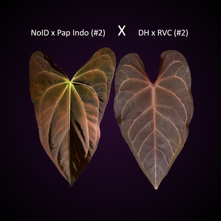 Anthurium (NoID x Papi Indo) x (DH x RVC)
