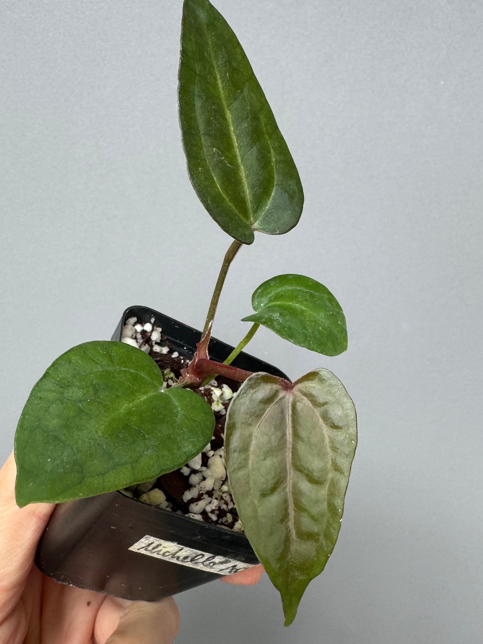 Anthurium Michelle x (AOS dfxgf)