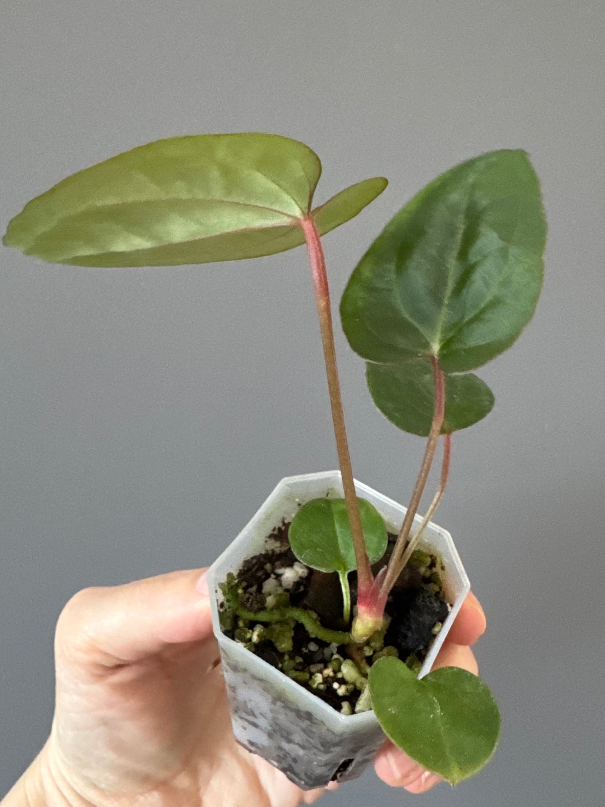 Anthurium CV Carmesim x ZxM