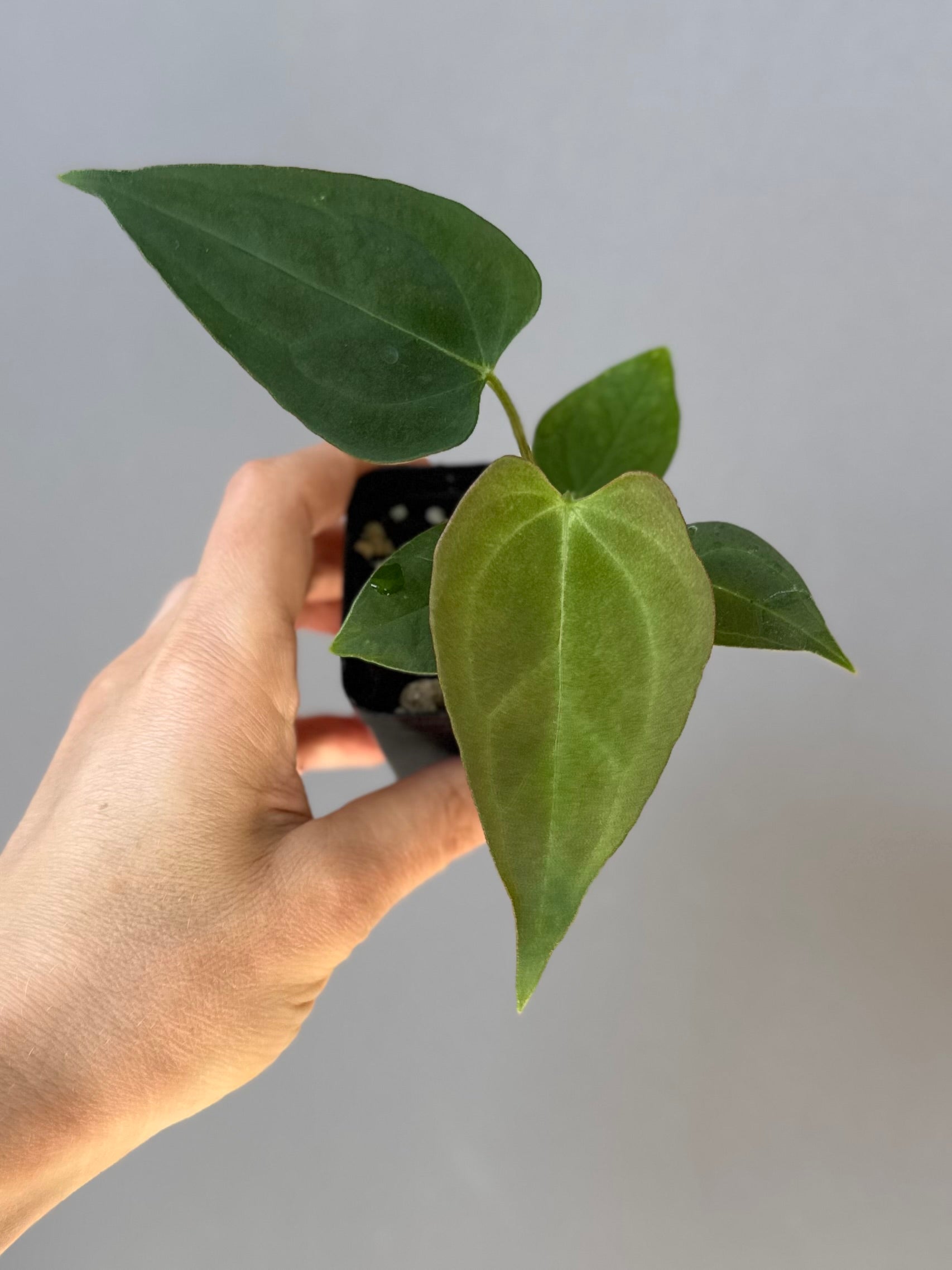 Anthurium Papillilaminum Hybrid xself