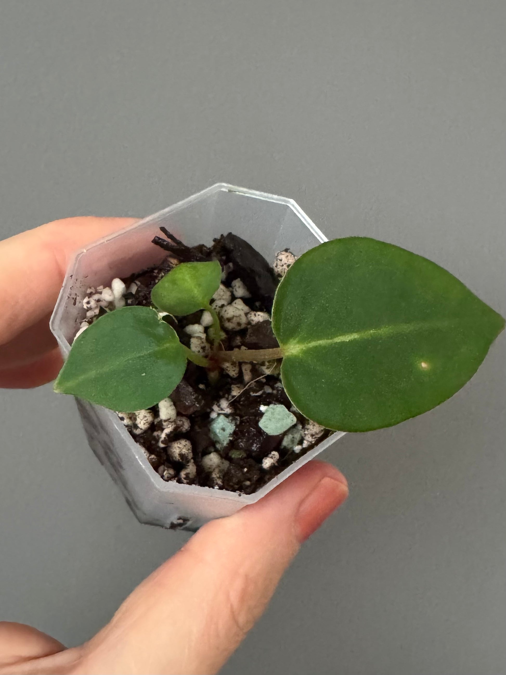 NSE Red Crystallinum x Carlablackiae (Clone)