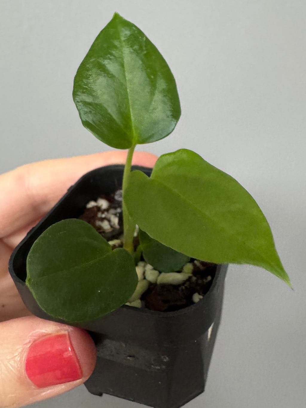 Anthurium (NoID x Papi Indo #2) x  (NoID x Papi Indo #1)