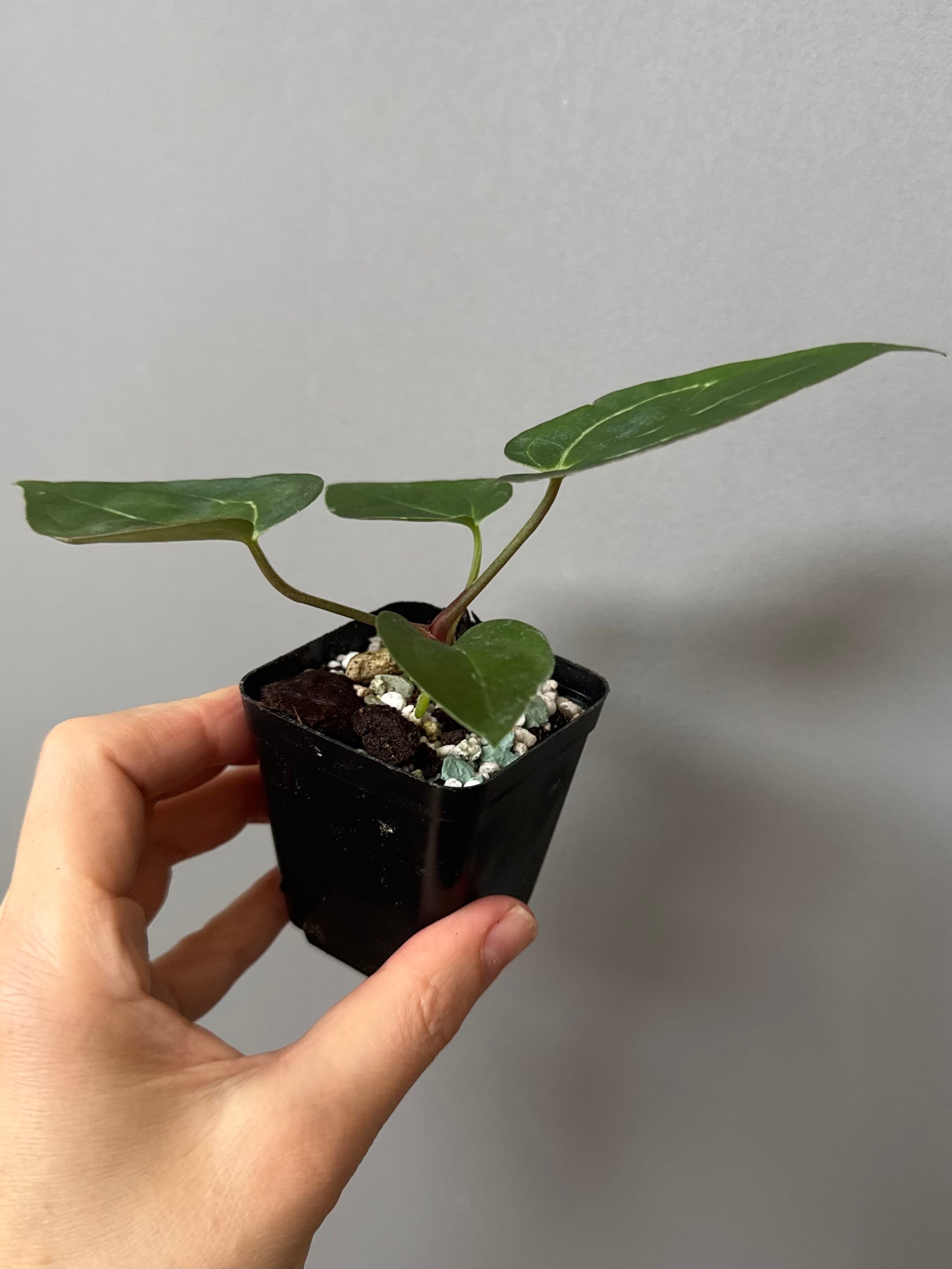 Anthurium (AOS x forgetii) x (NSE Red Crystallinum x Carlablackiae)