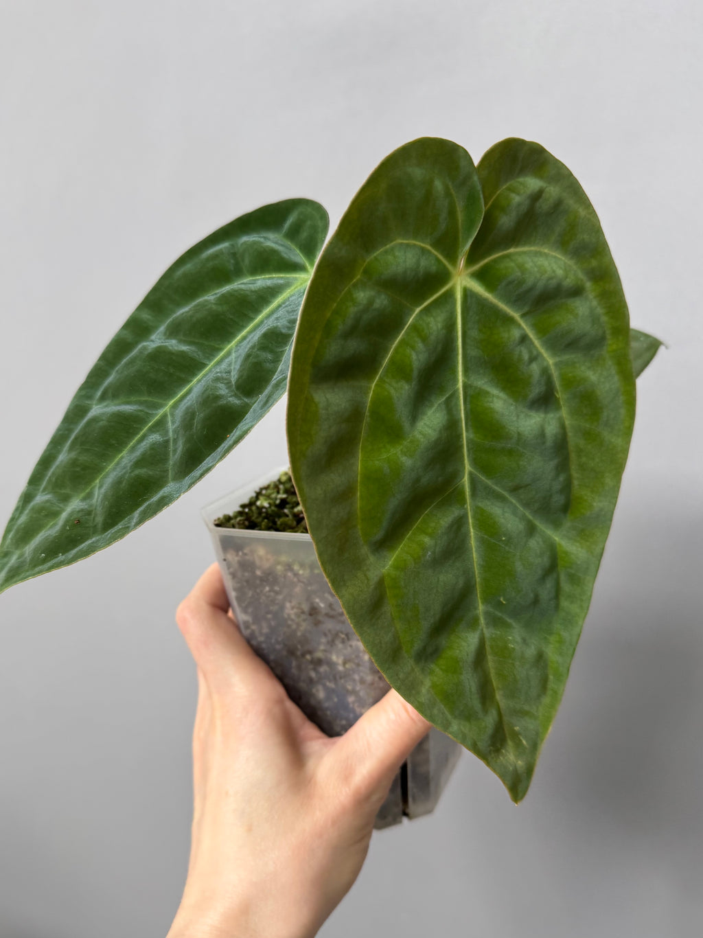 Anthurium papillilaminum x besseae aff.