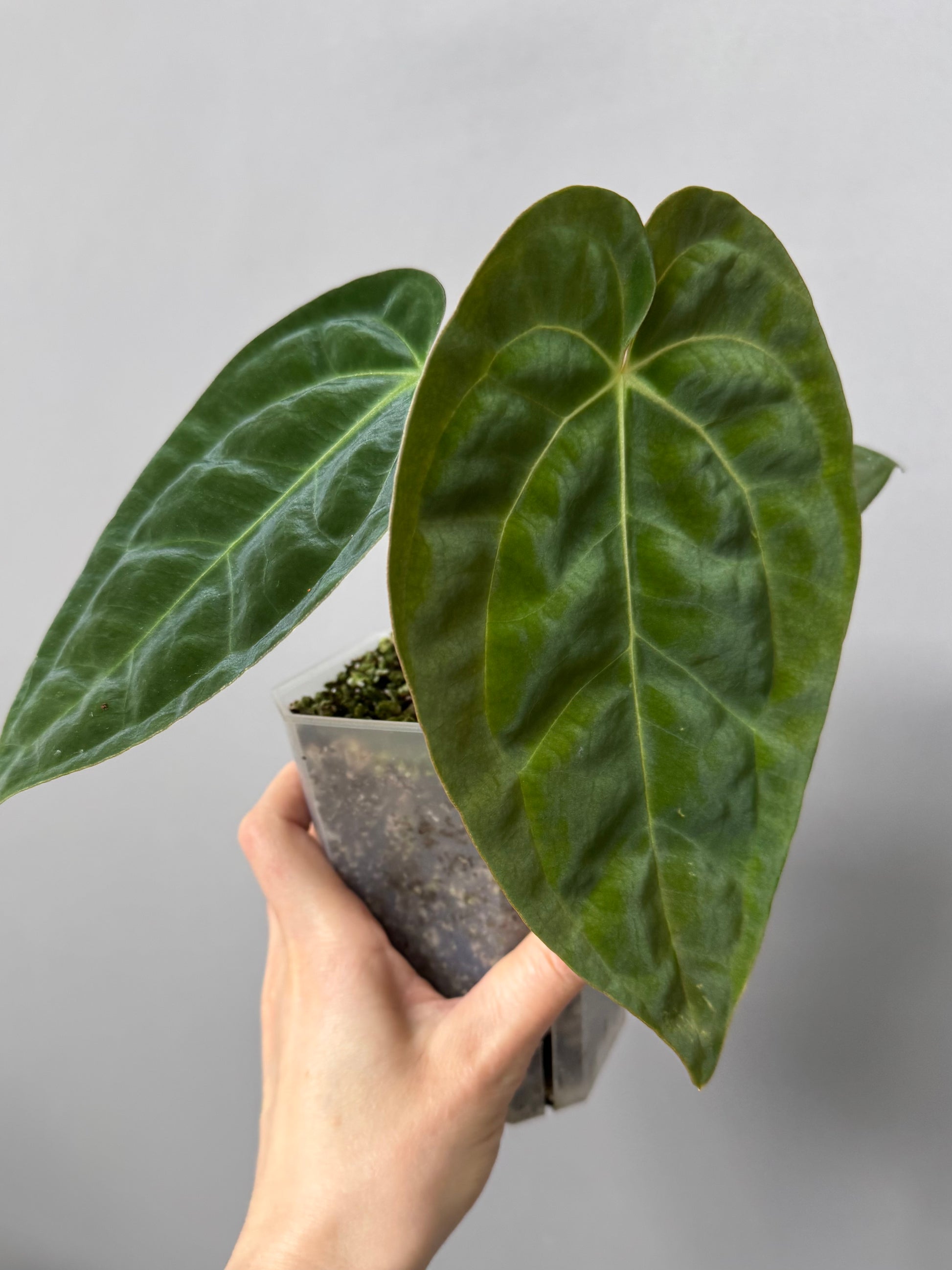 Anthurium papillilaminum x besseae aff.