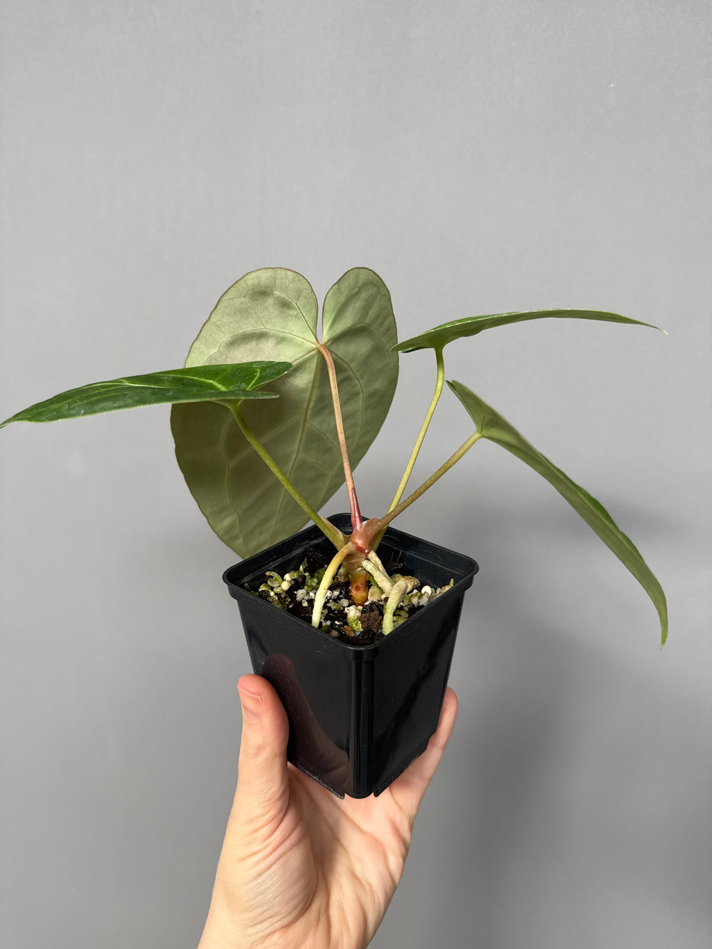 Anthurium magnificum x besseae aff.